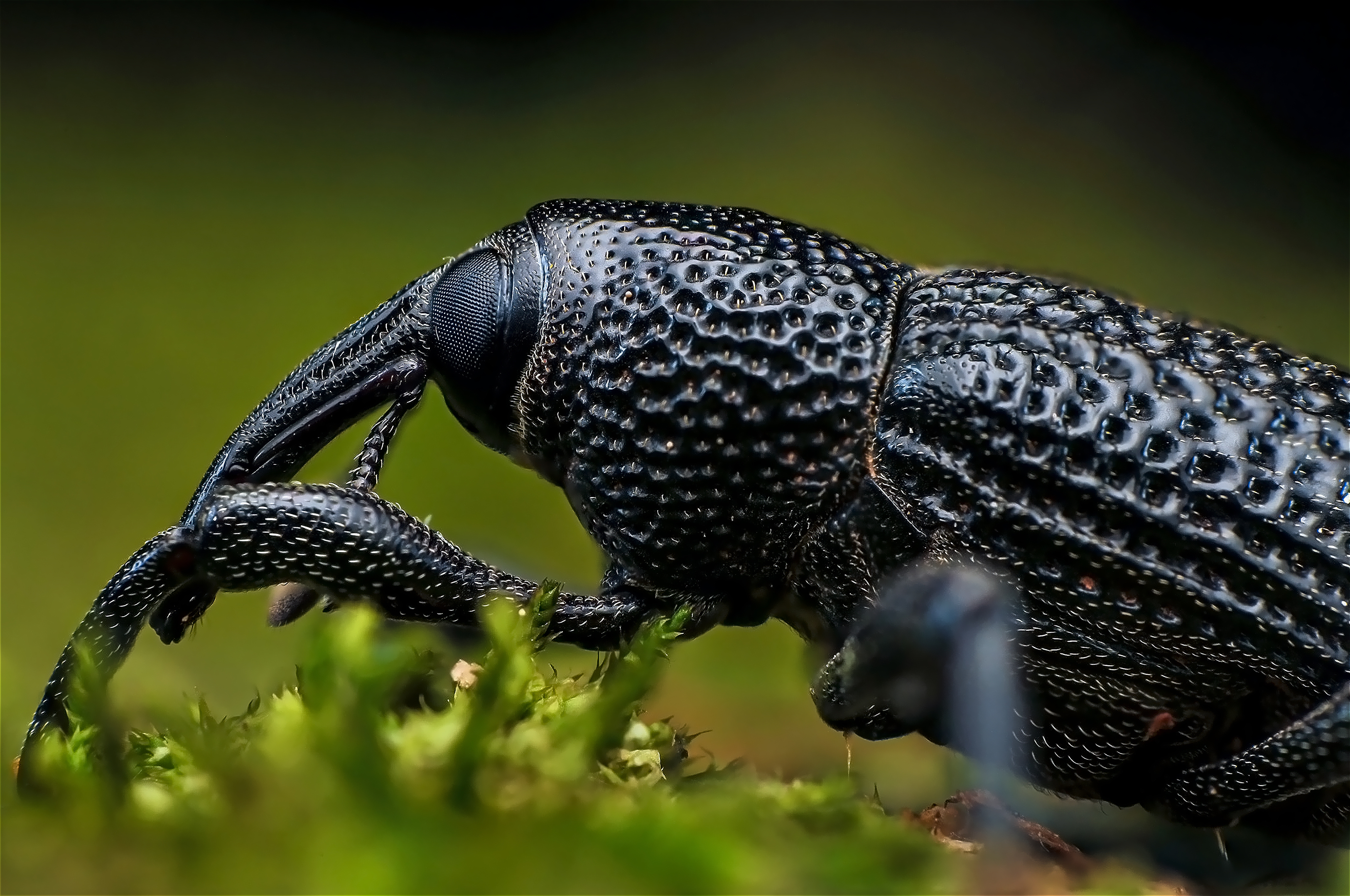 macro, nature, insect, weevil, Norman Celis