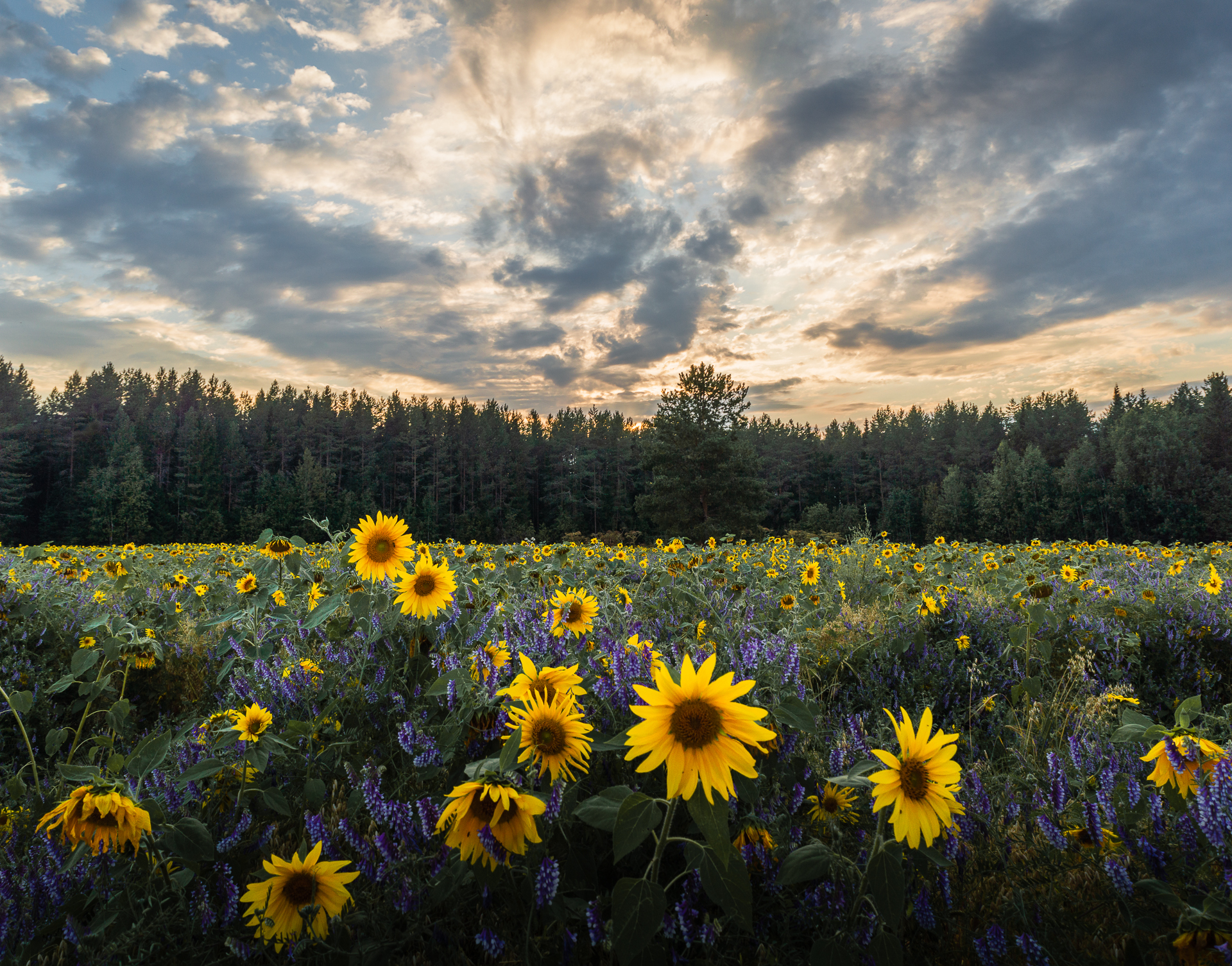 пейзаж, природа, август, лето, цветы, закат, Mysov Ivan
