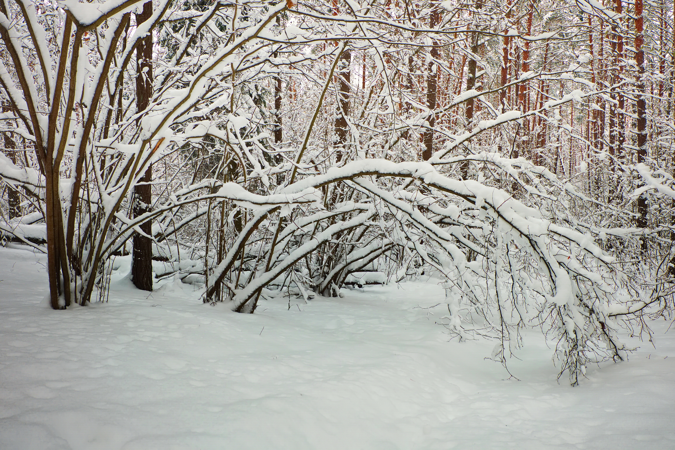 лес, зима, снегопад, лучёса, Виктор Гурков