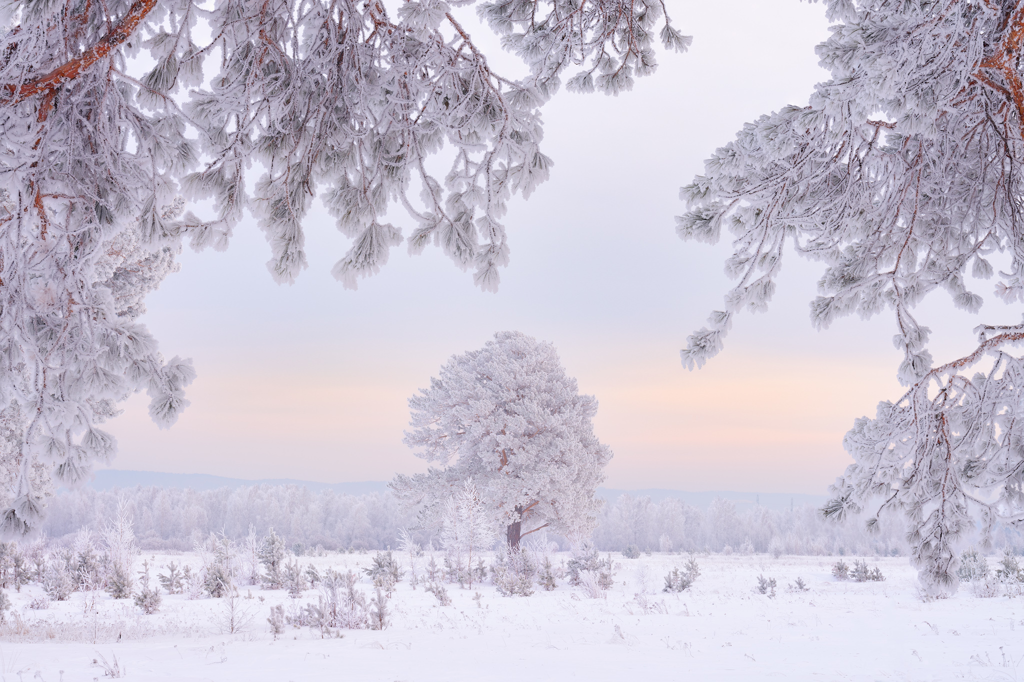 зима, мороз, туман, снег, иней, деревья, Леонтьев Константин