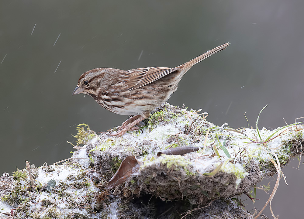 белоголовая зонотрихия, white-crowned sparrow, sparrow, cнег, птицы на снегу, зима, Etkind Elizabeth