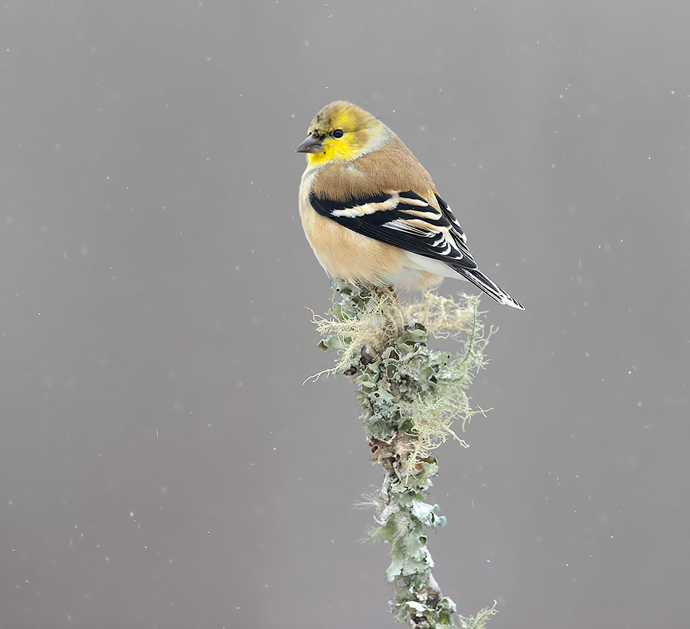 american goldfinch, американский чиж, чиж, зима, Etkind Elizabeth