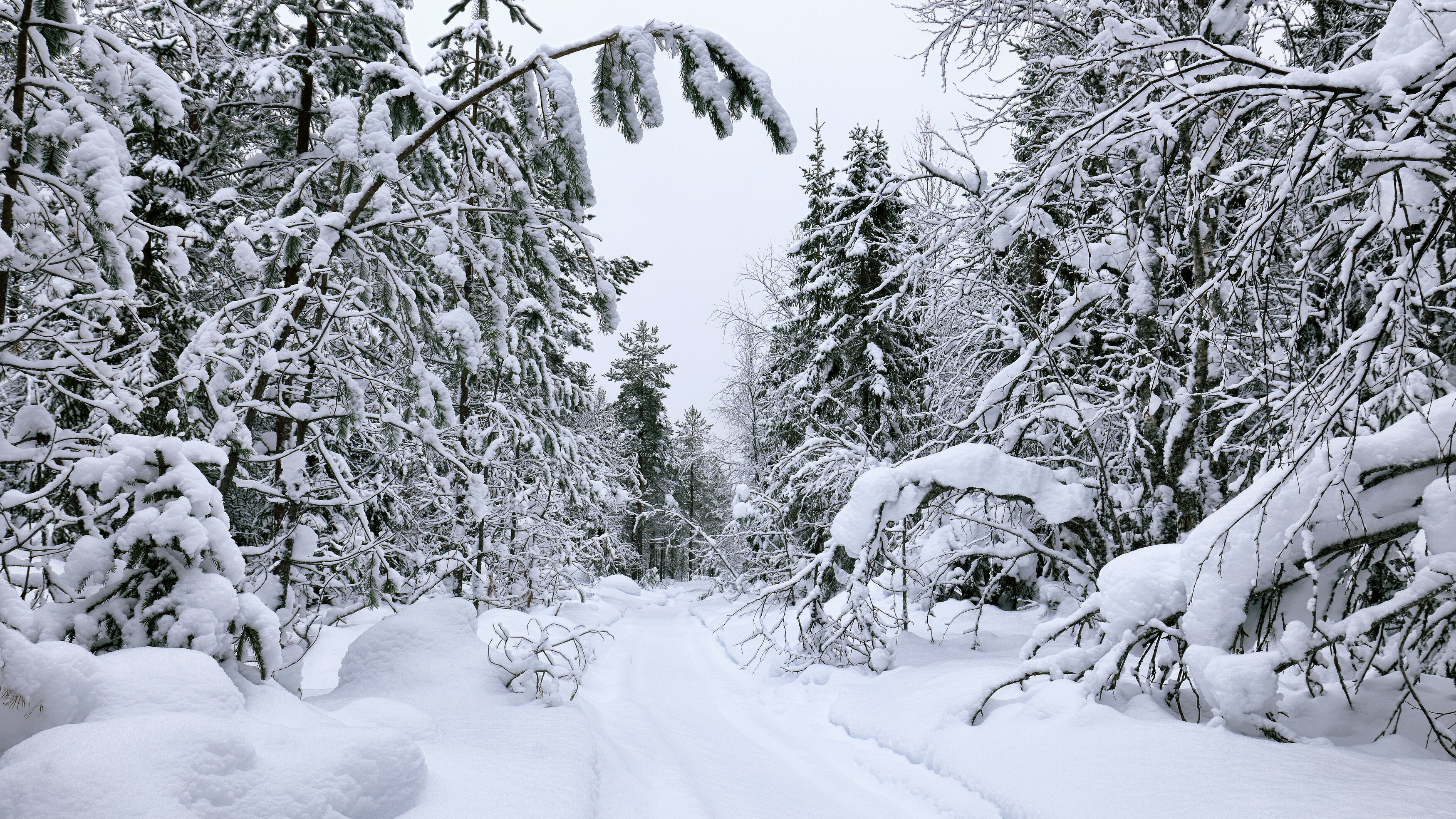 природа, зима, лес, деревья, север, Титов Александр