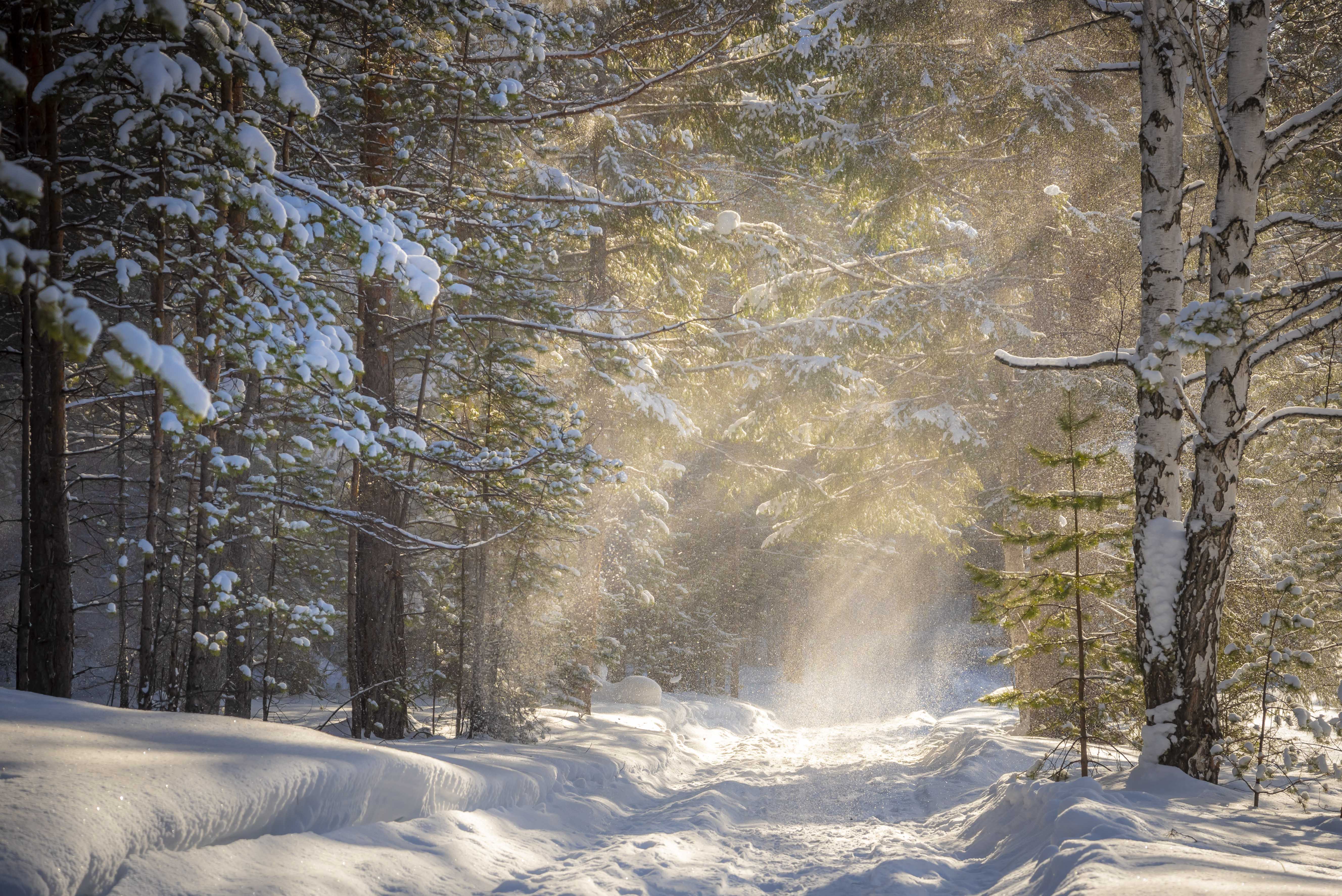 зима, солнце, лес, пейзаж,  деревья, свет, снег, урал, Жданов Дмитрий