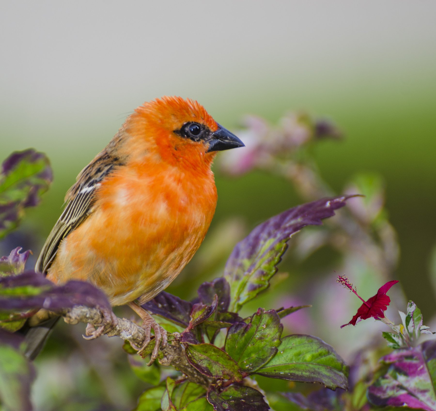 птица, оранжевая. красная, пёстрая, экзотика, тропики, Марина Мудрова
