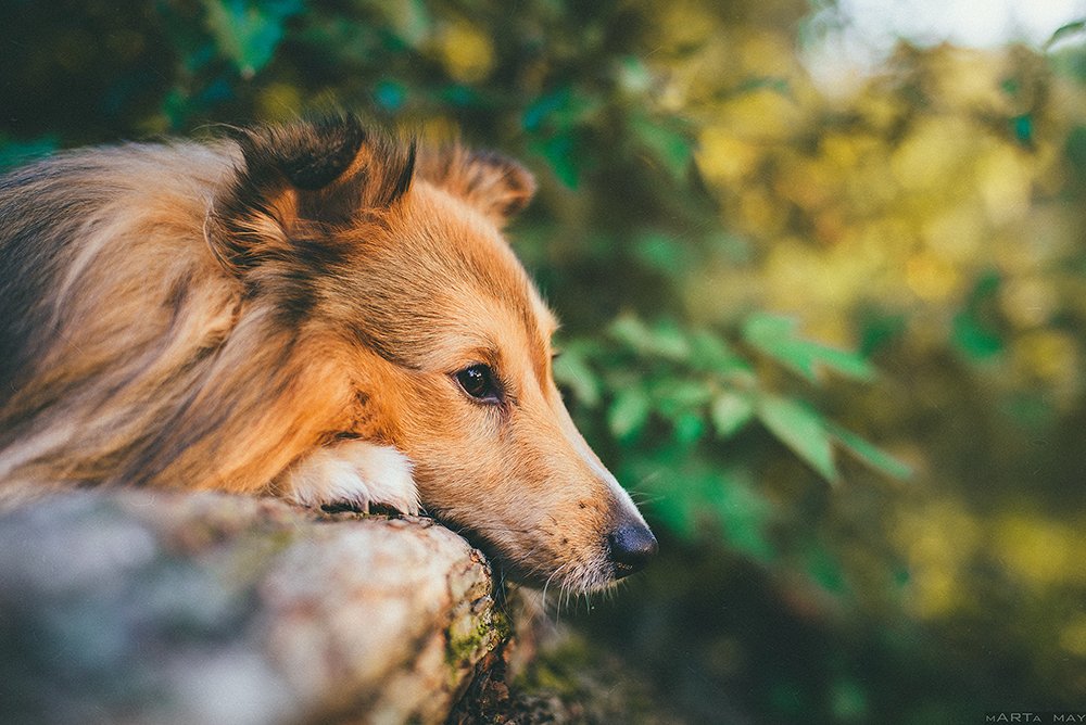 sheltie, dog, pet, autumn, Марта Май