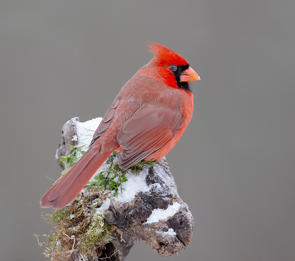 красный кардинал, northern cardinal, cardinal,кардинал, зима, Etkind Elizabeth