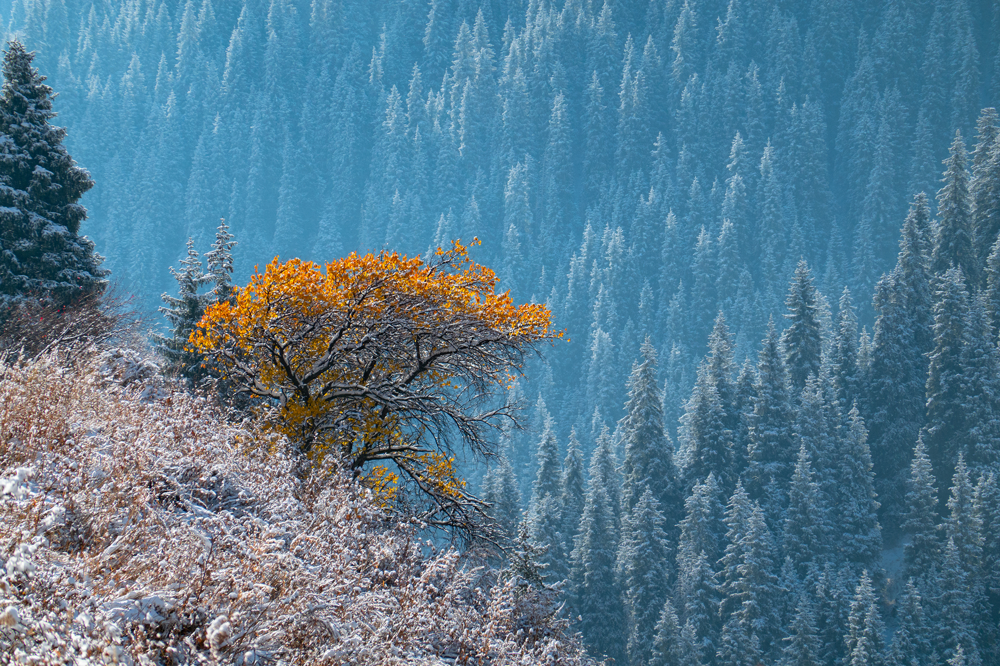 зима, казахстан, дерево, снег, желтые листья, ели, природа, Andrey Shishkalov