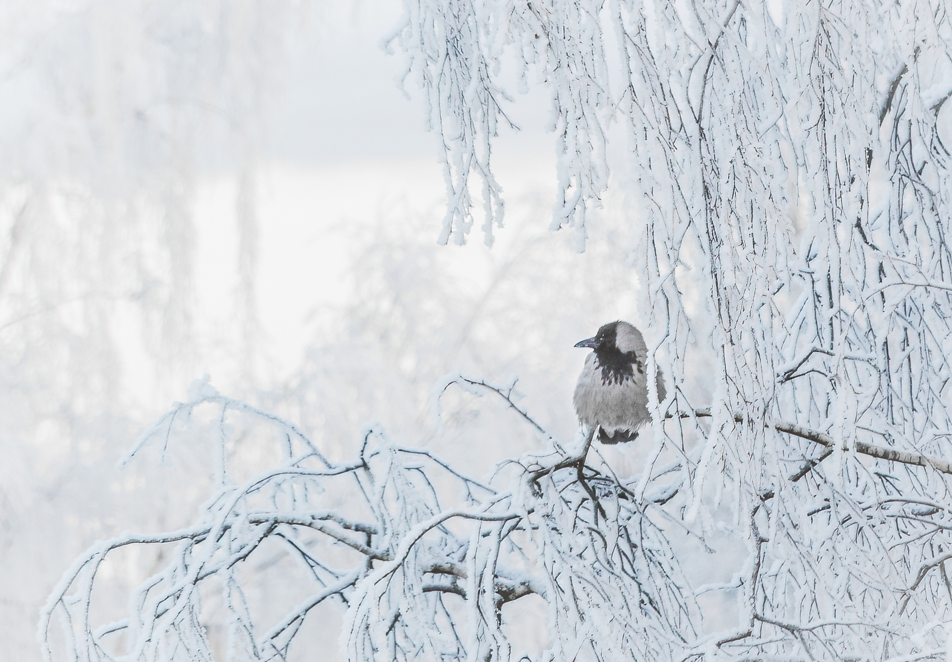 природа, птицы, зима, мороз, Mysov Ivan