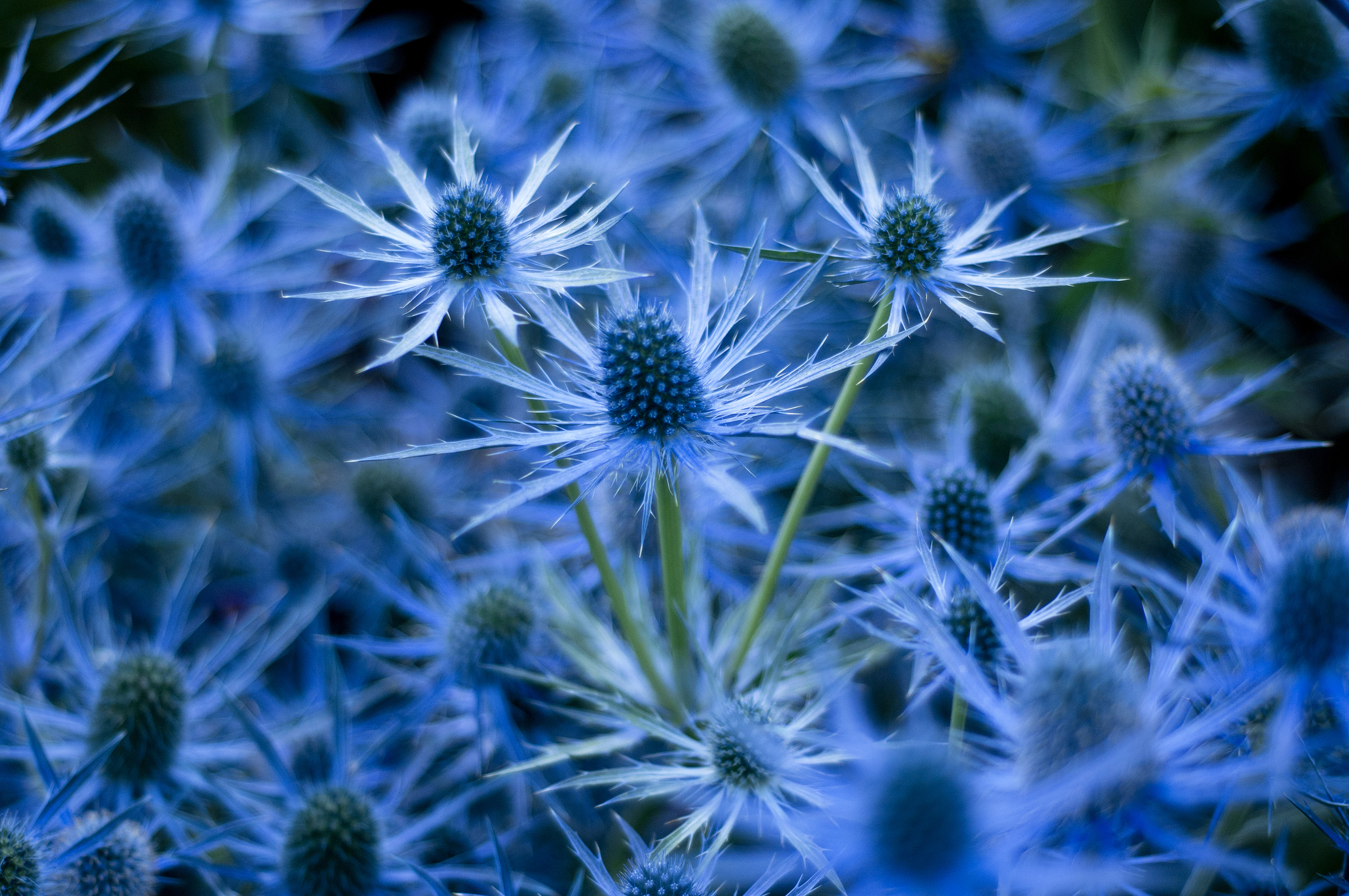 blue flowers oregon, Fast Photography
