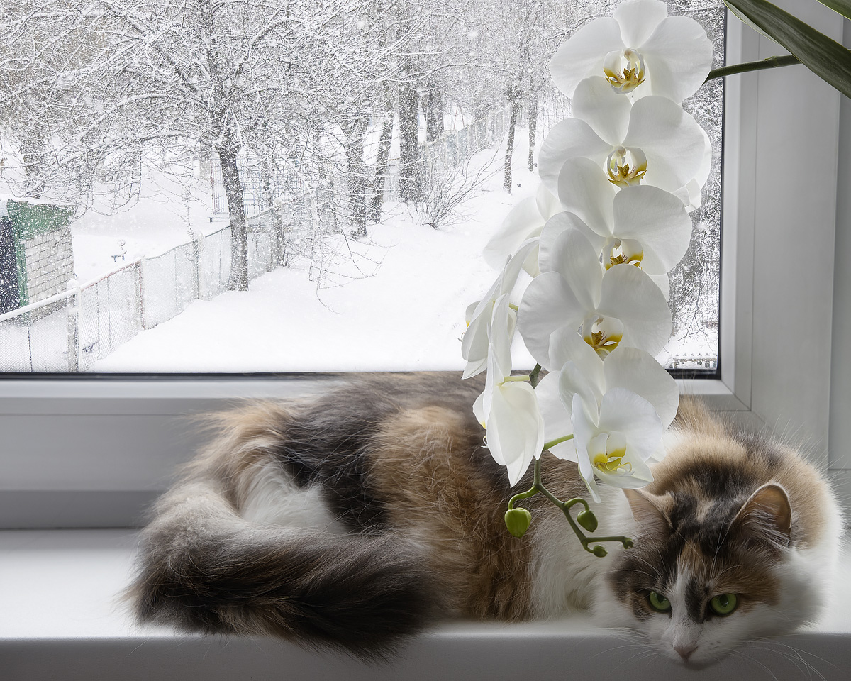 фото животных, снег за окном, цветущая орхидея, кошка, домашние питомцы, портрет, Приходько Ирина