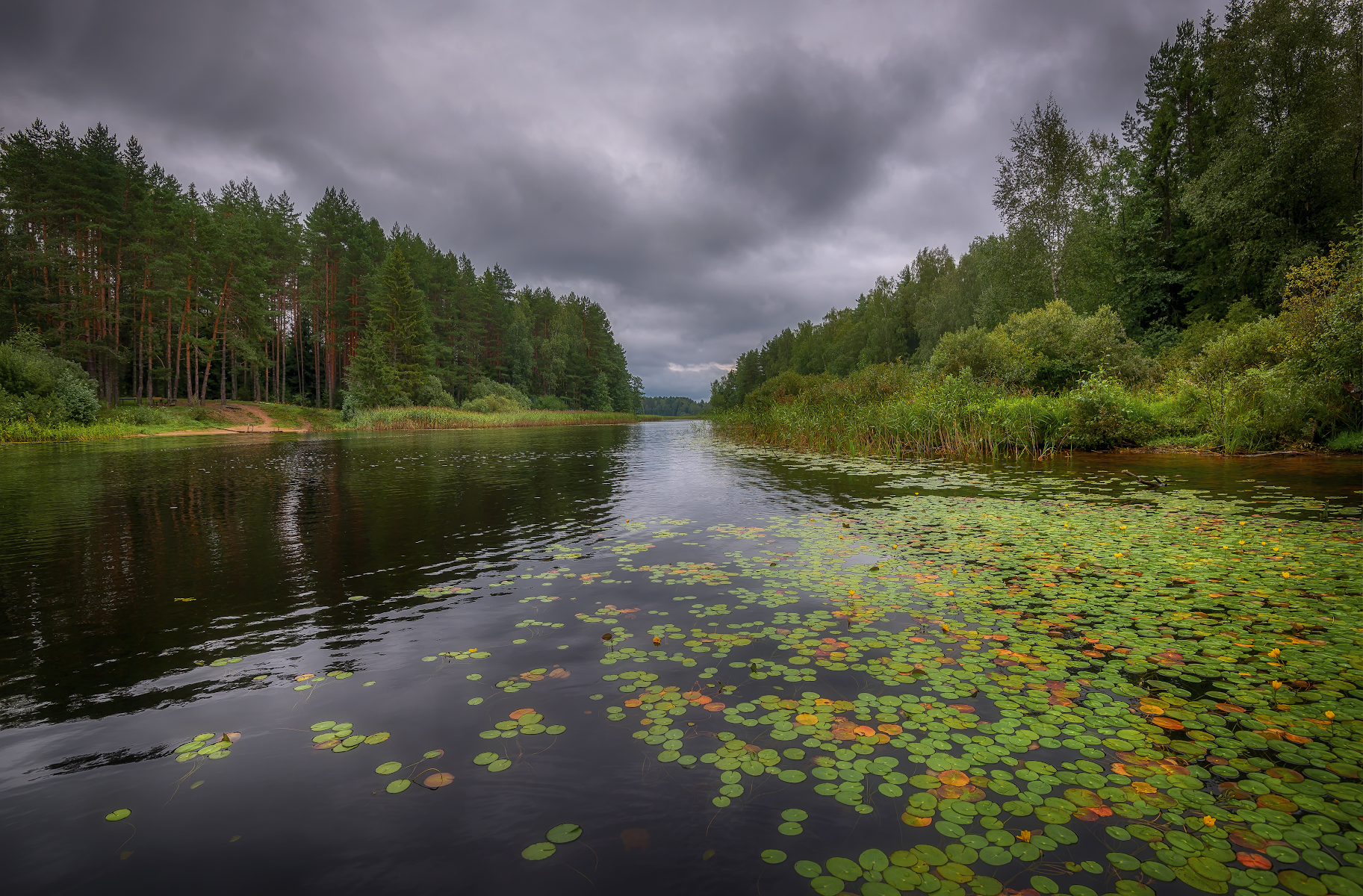 лес, река, лето, Сергей Аникин