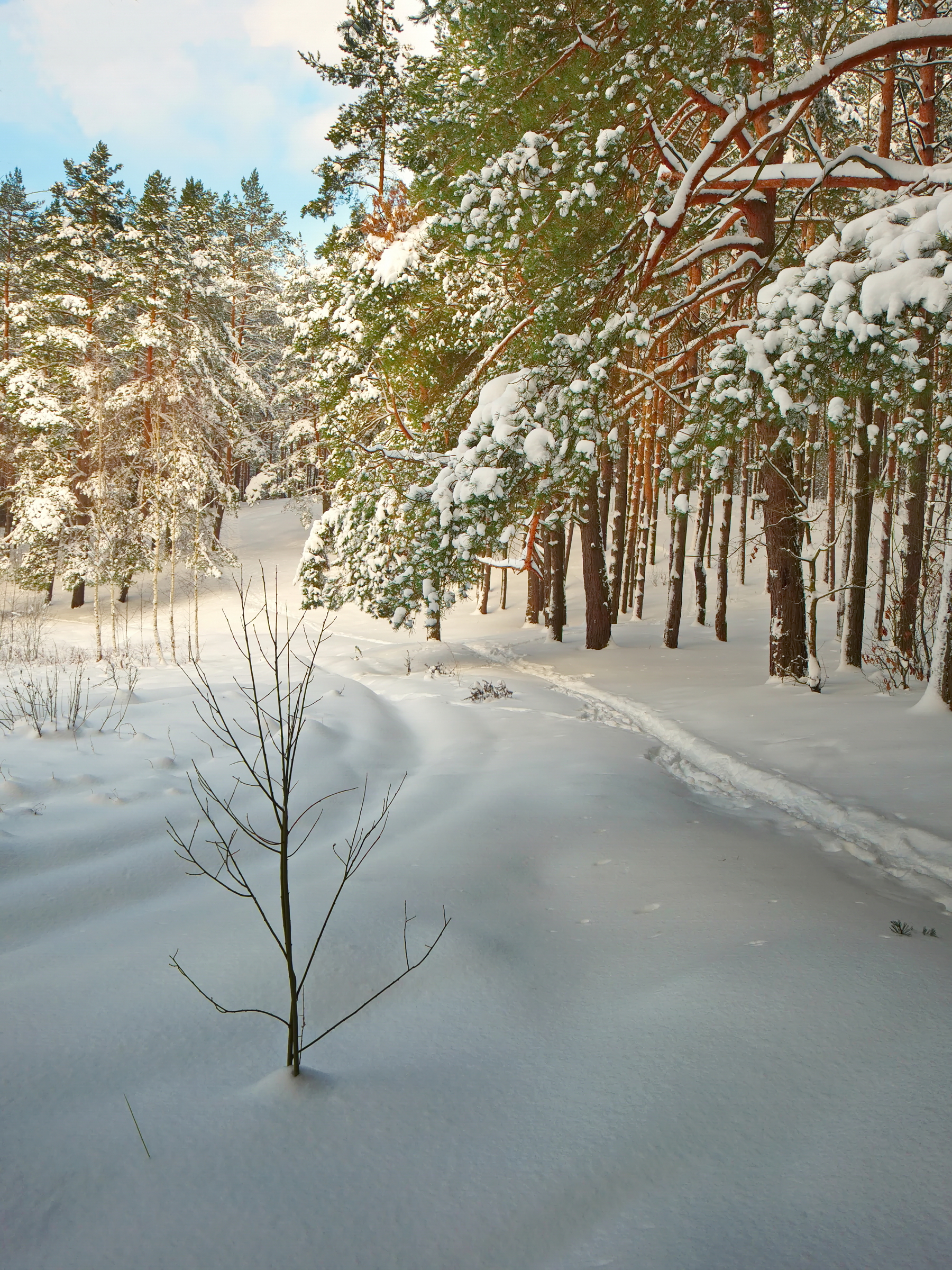 лес, зима, снег, лучёса, витебск, Виктор Гурков