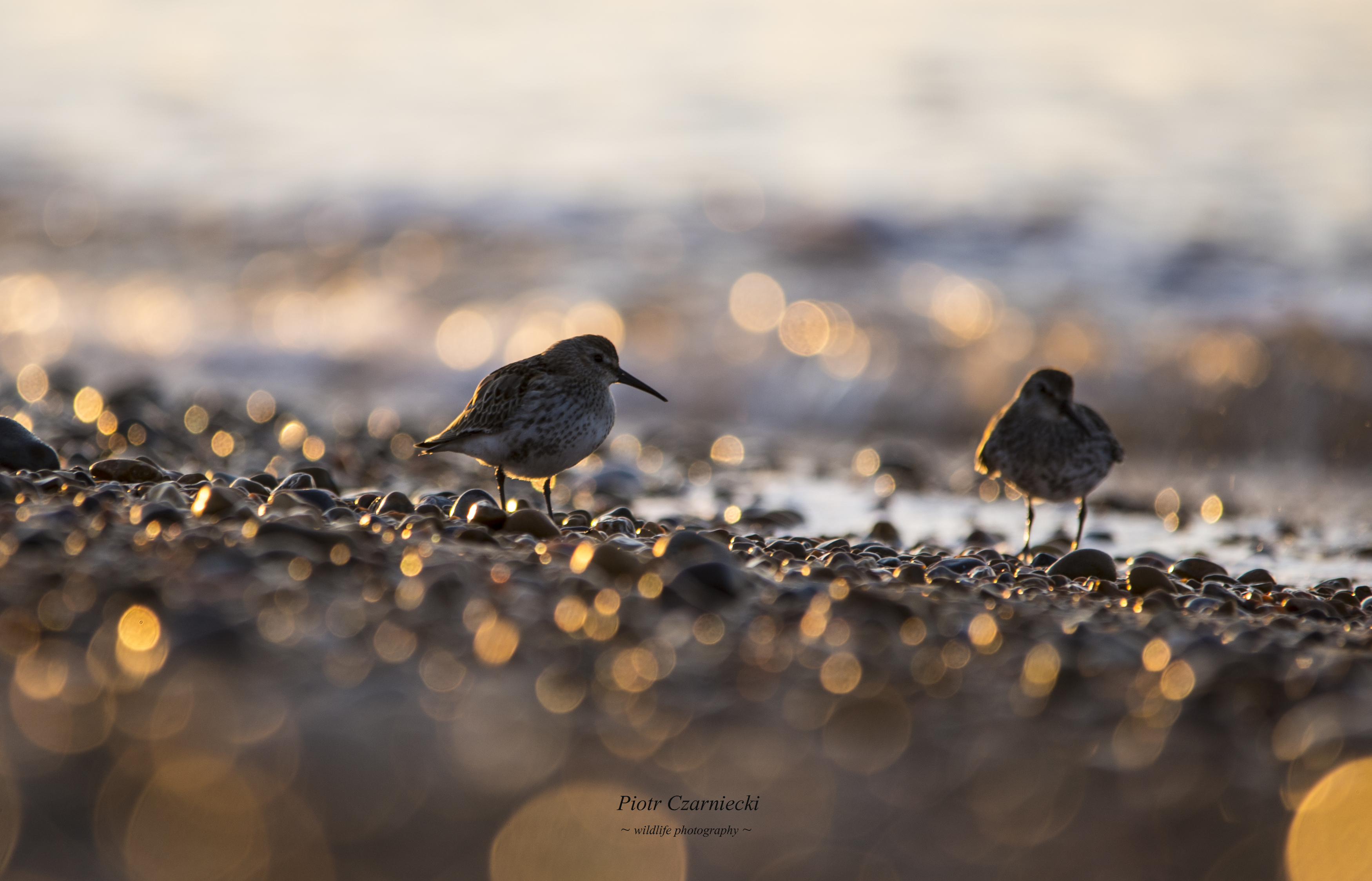 stint, bird, birds, animals, , PIOTR CZARNIECKI