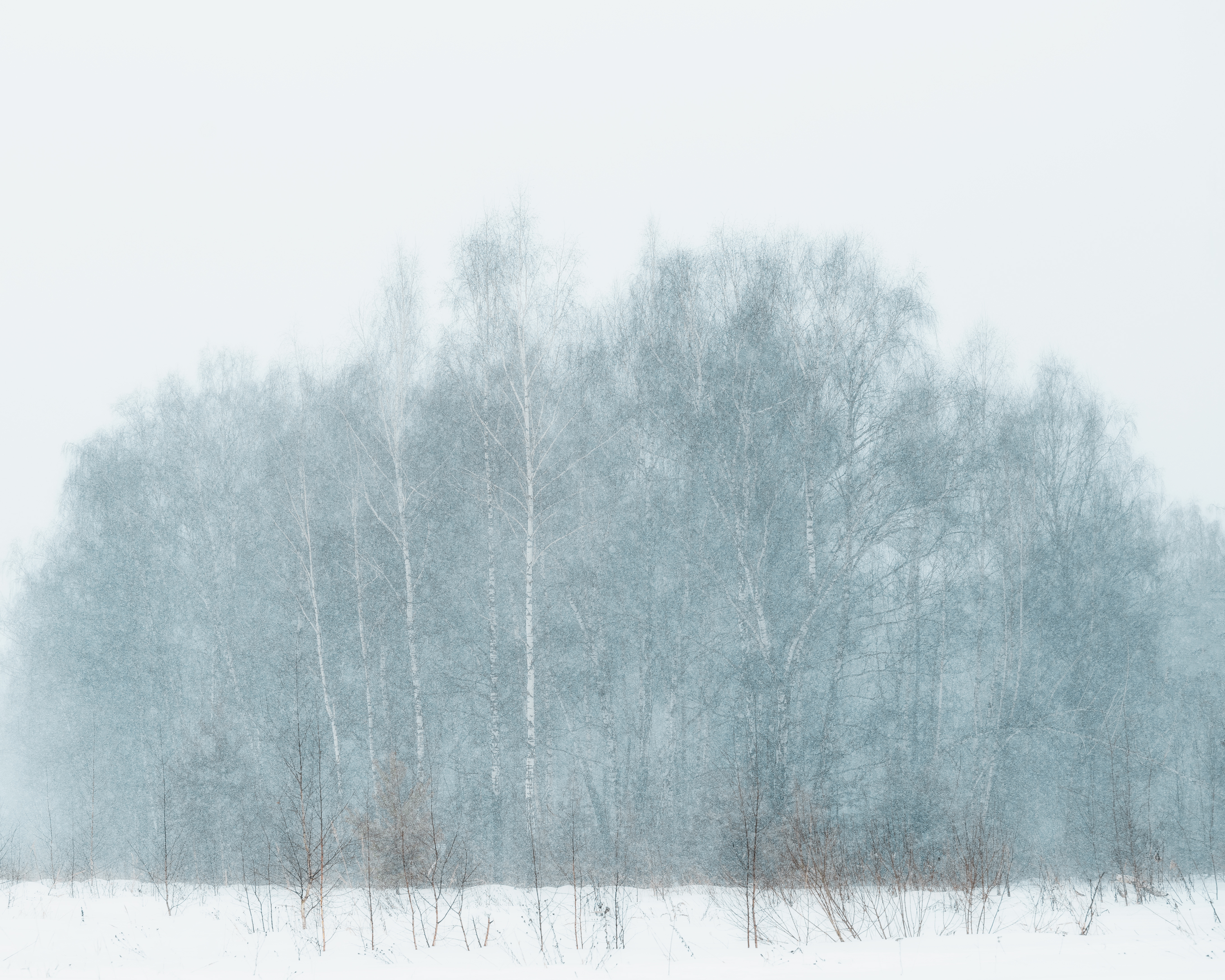 пейзаж, природа, метель, зима, лес, Московская область, Мартыненко Дмитрий