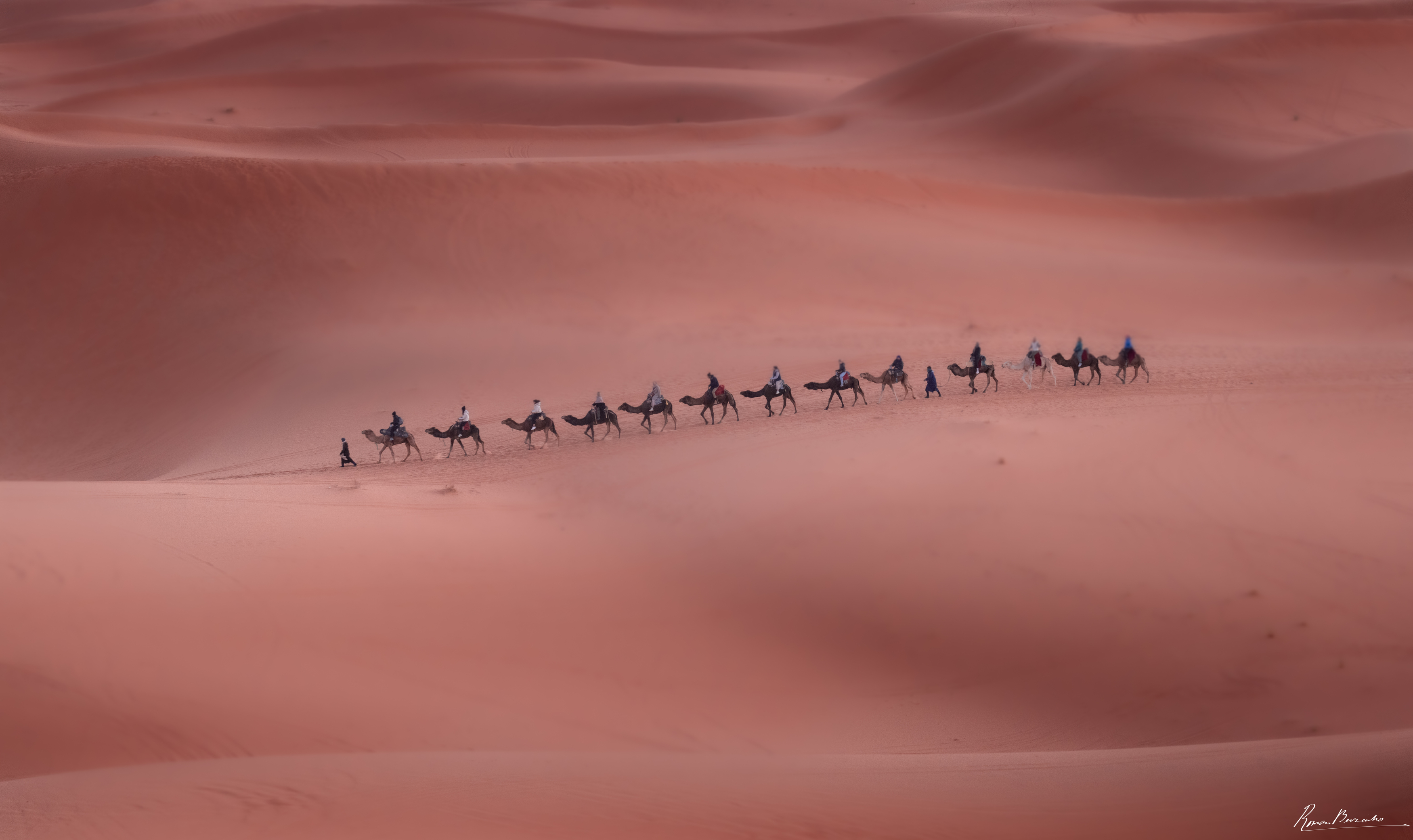 sahara, desert, dune, sand, landscape, caravan, camel, nomads, Bevzenko Roman
