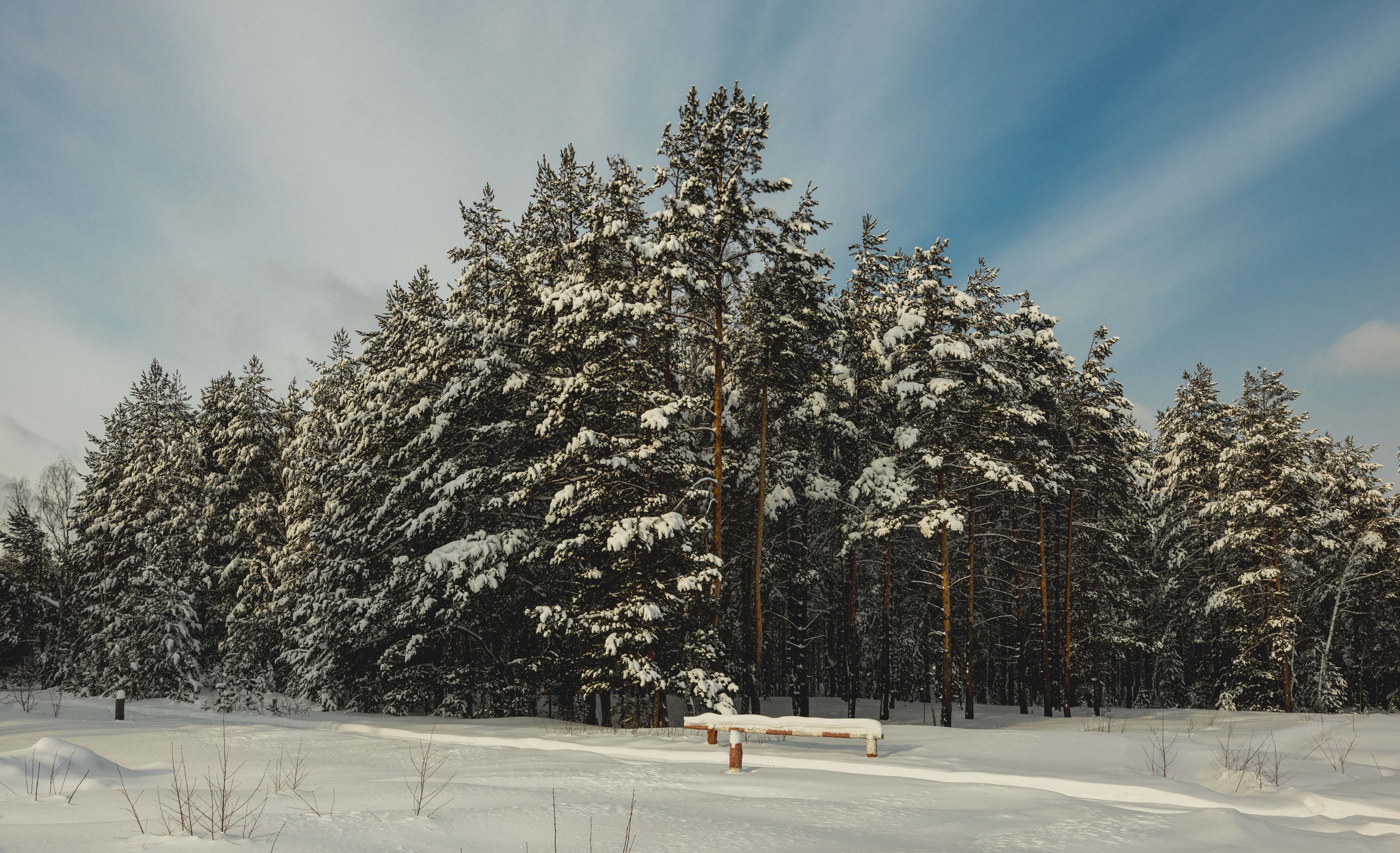 пейзаж, лес, зима, landscape, forest, winter, Васильев Владимир