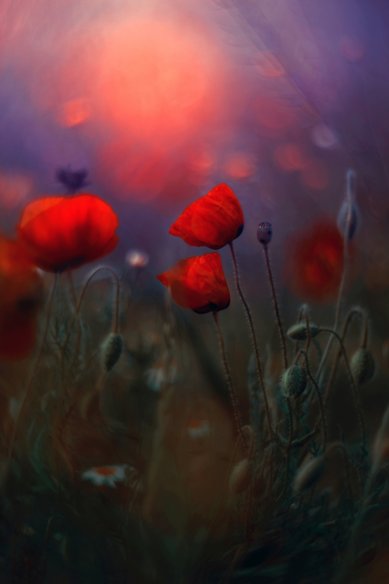 poppy,flowers,nature,light,dark,red,, Алексиев Борислав