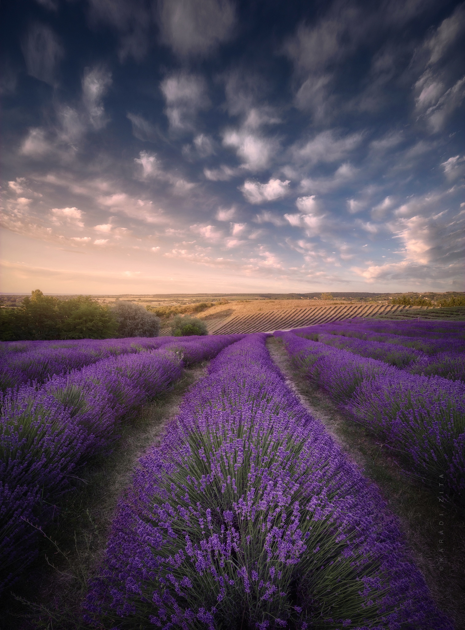 lavender, sunset, hungary, landscape, clouds,, Karádi Zita