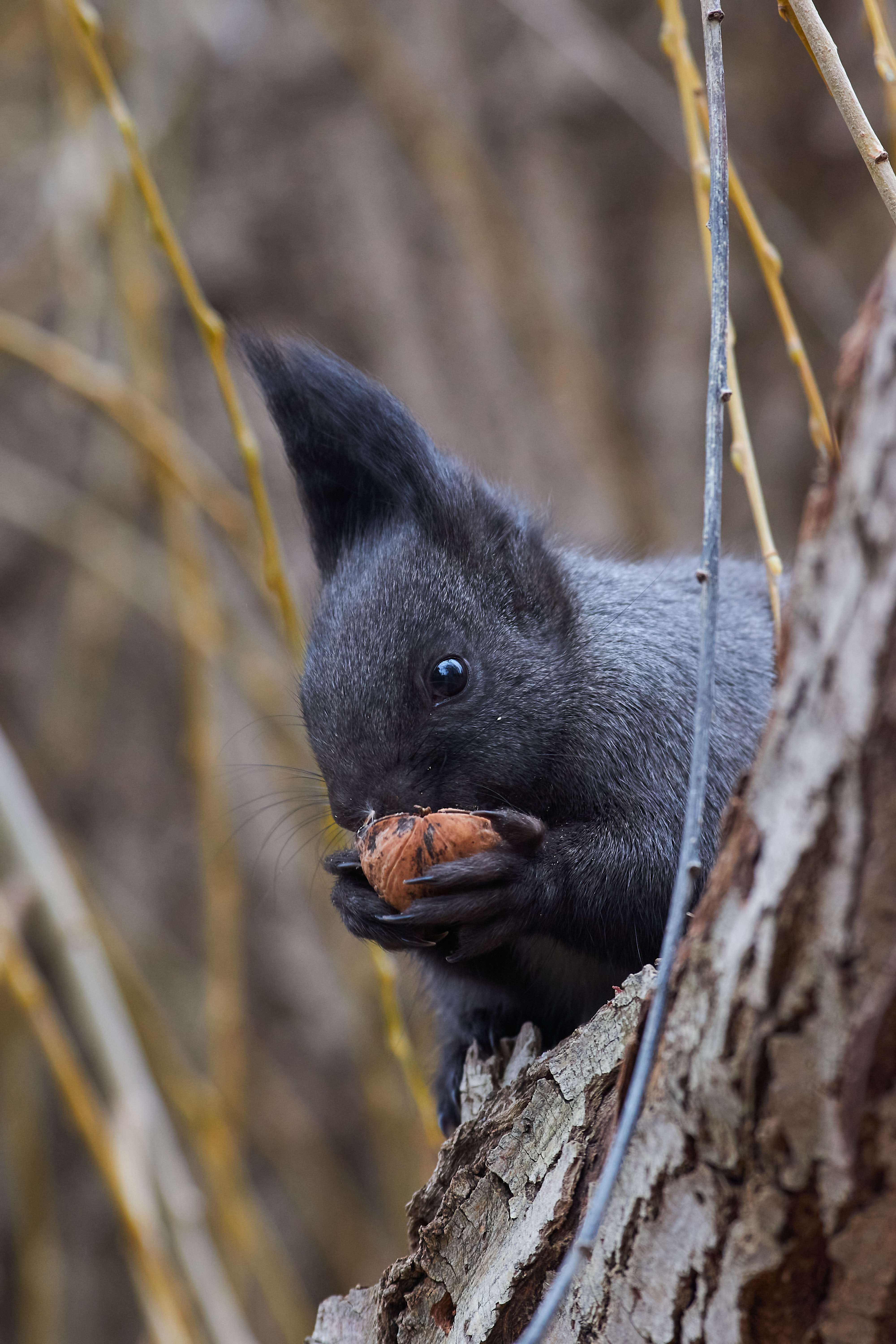 Sciurus vulgaris, volgograd, russia, wildlife, squirrel, белка, , Сторчилов Павел