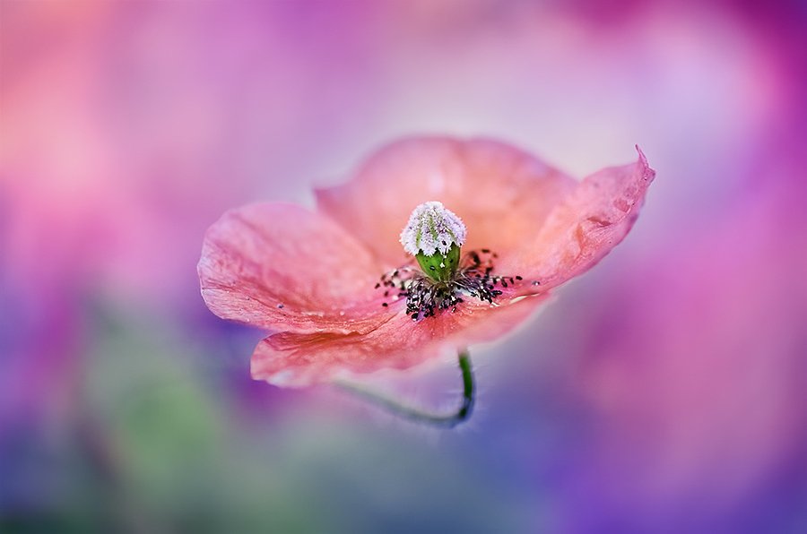 antrisolja,nature,macro,flower,beauty, poopy,color,nikon, Antri  Solja