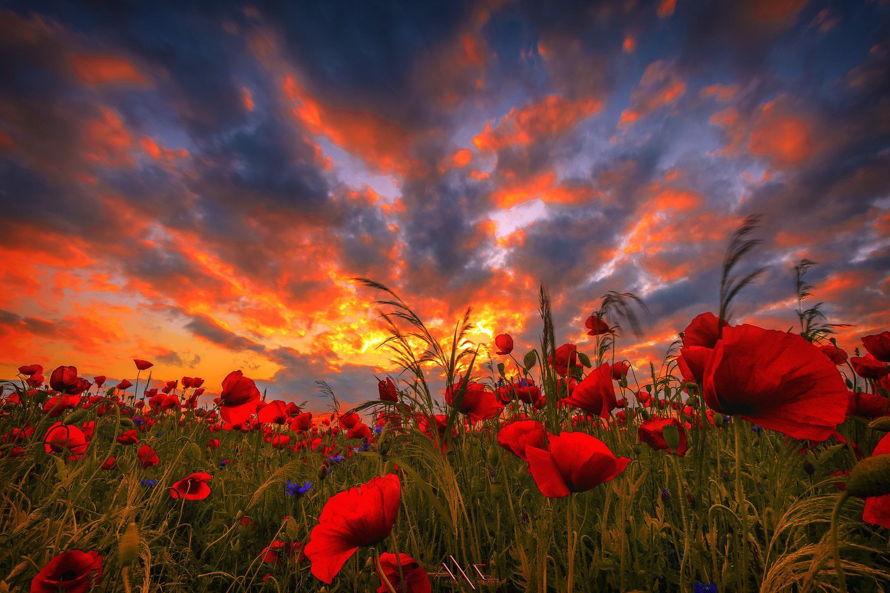 Clouds, Colors, Field, Poppy, Sunset, Руслан Болгов (Axe)