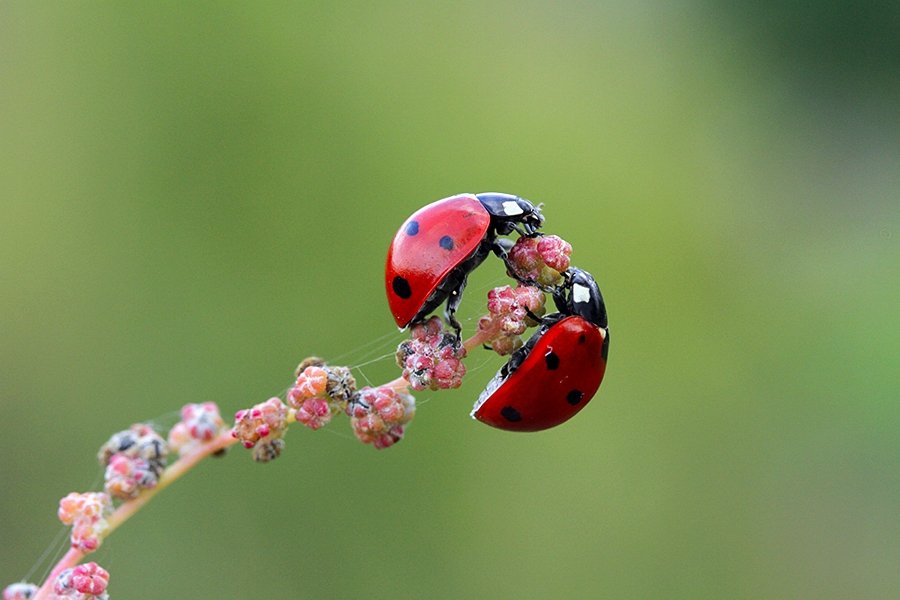 macro ladybug nature , mehmet