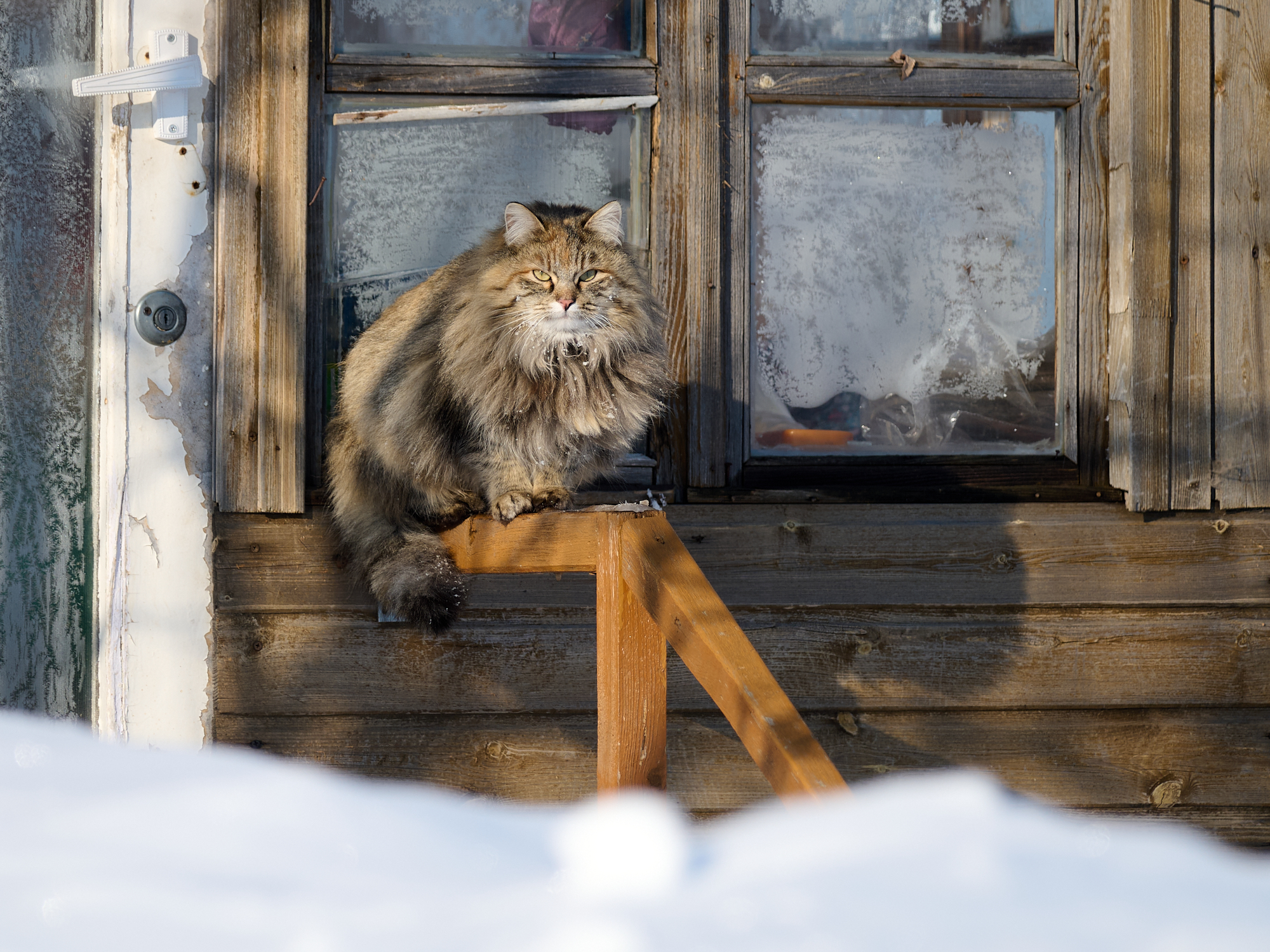 зима, животные, кот, Неклюдов Сергей