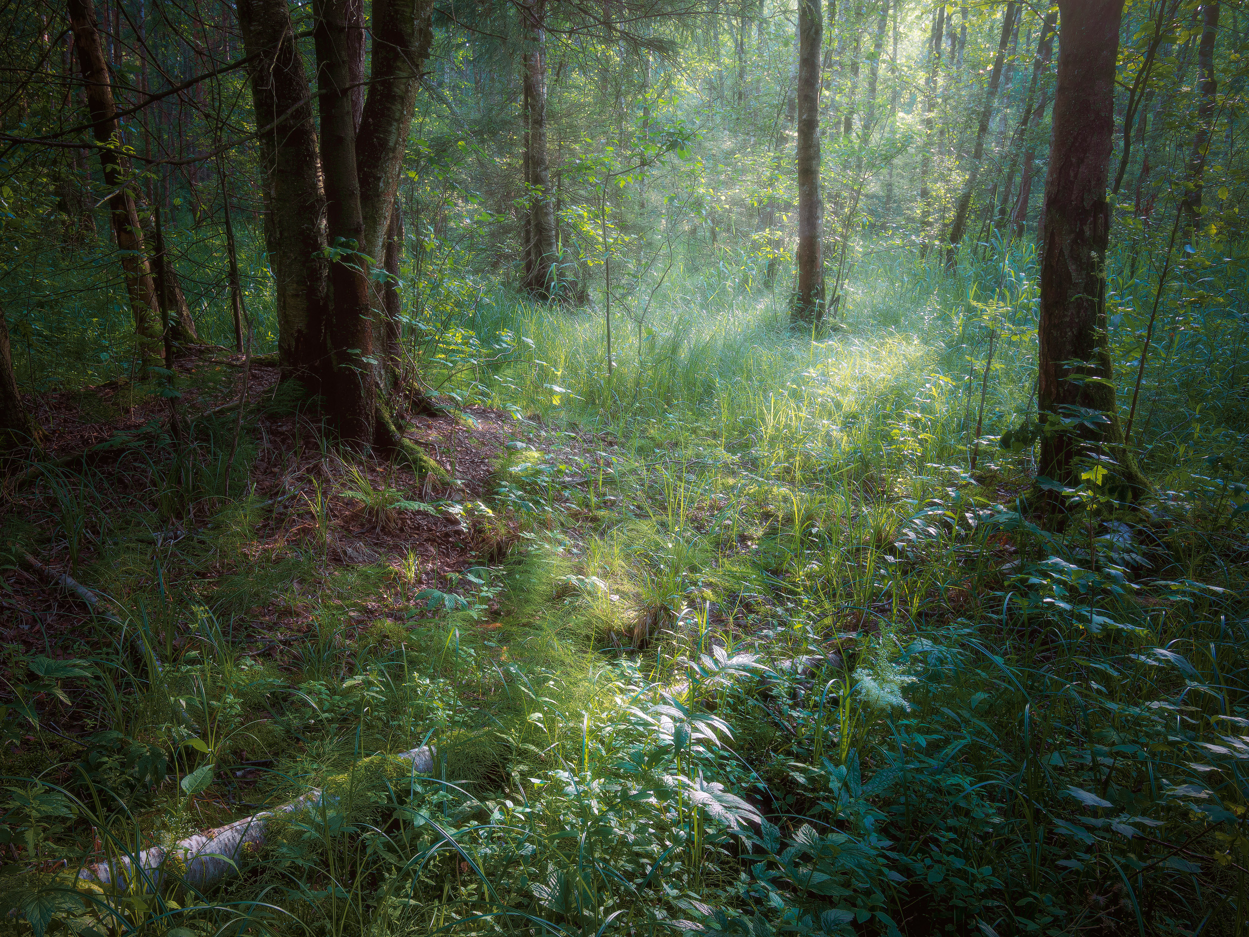лес, деревья, свет, листва, Валерий Вождаев