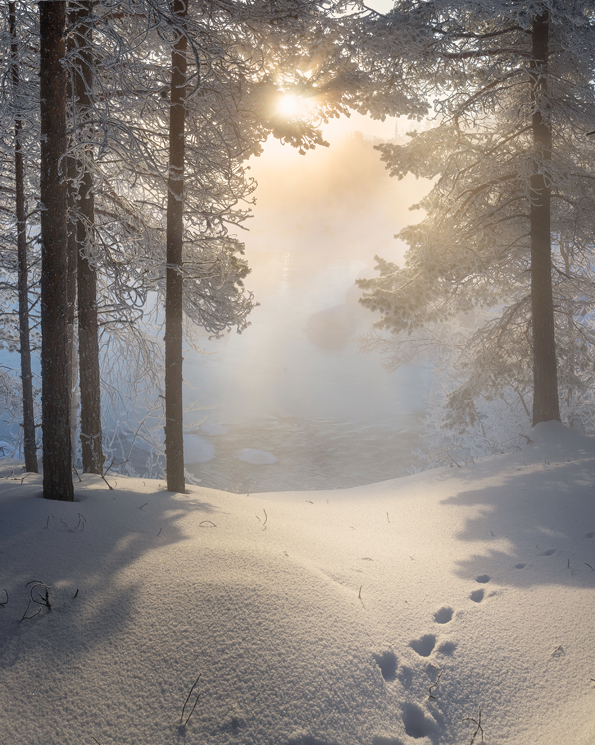 утро мороз туман солнце лес, Сергей Буторин