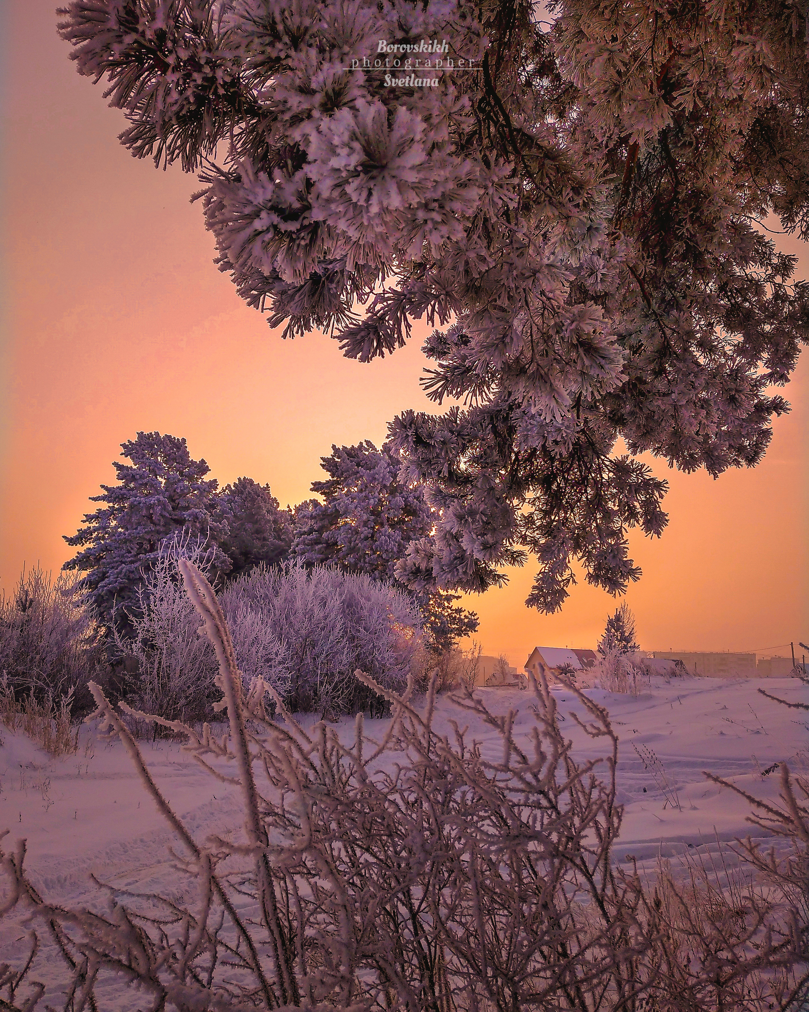 пейзаж, природа, снег,  сосна, мороз, солнце, рассвет, фото на телефон, мобильное фото, Светлана Боровских
