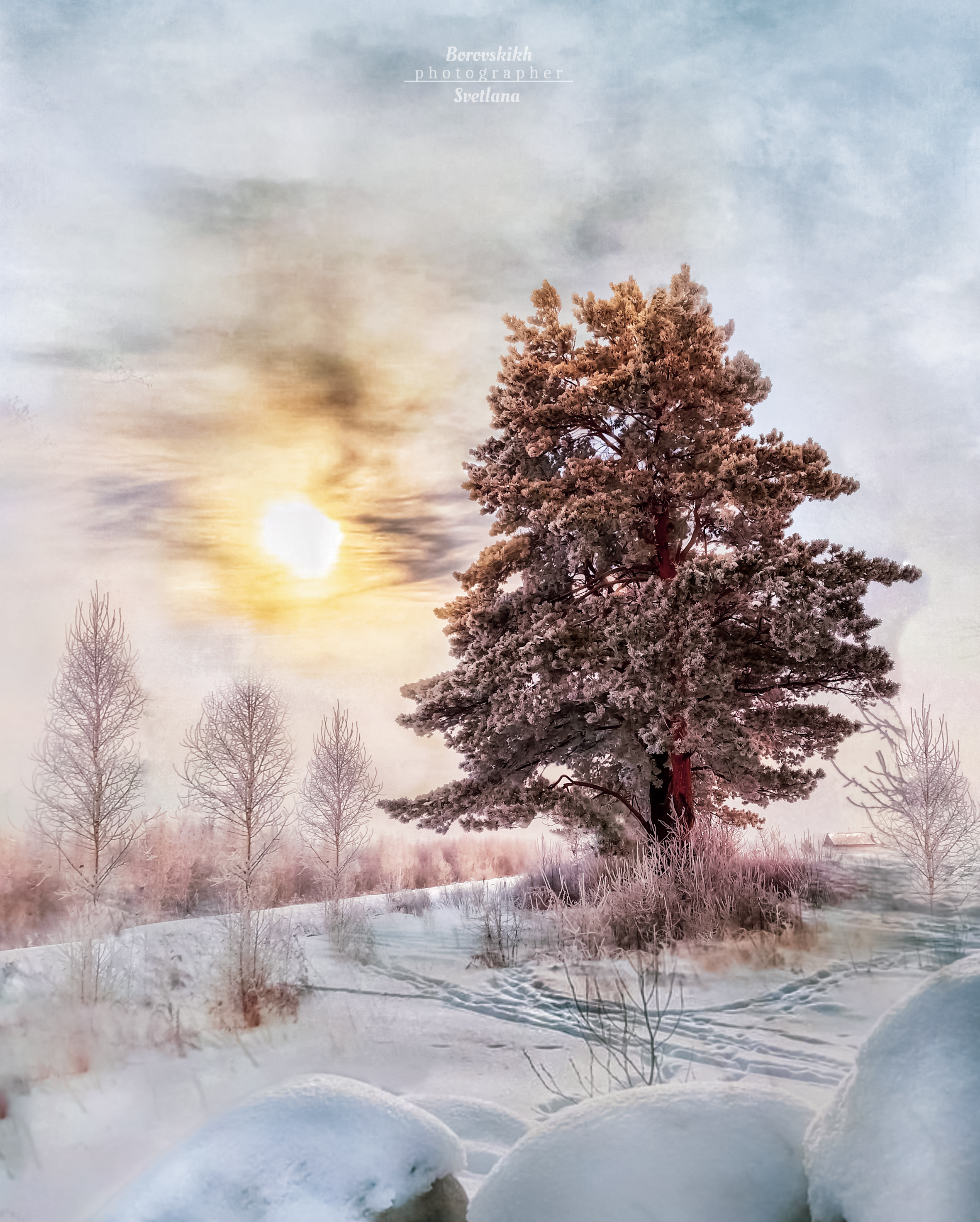 пейзаж, природа, снег,  сосна, солнце, рассвет, фото на телефон, мобильное фото, Светлана Боровских