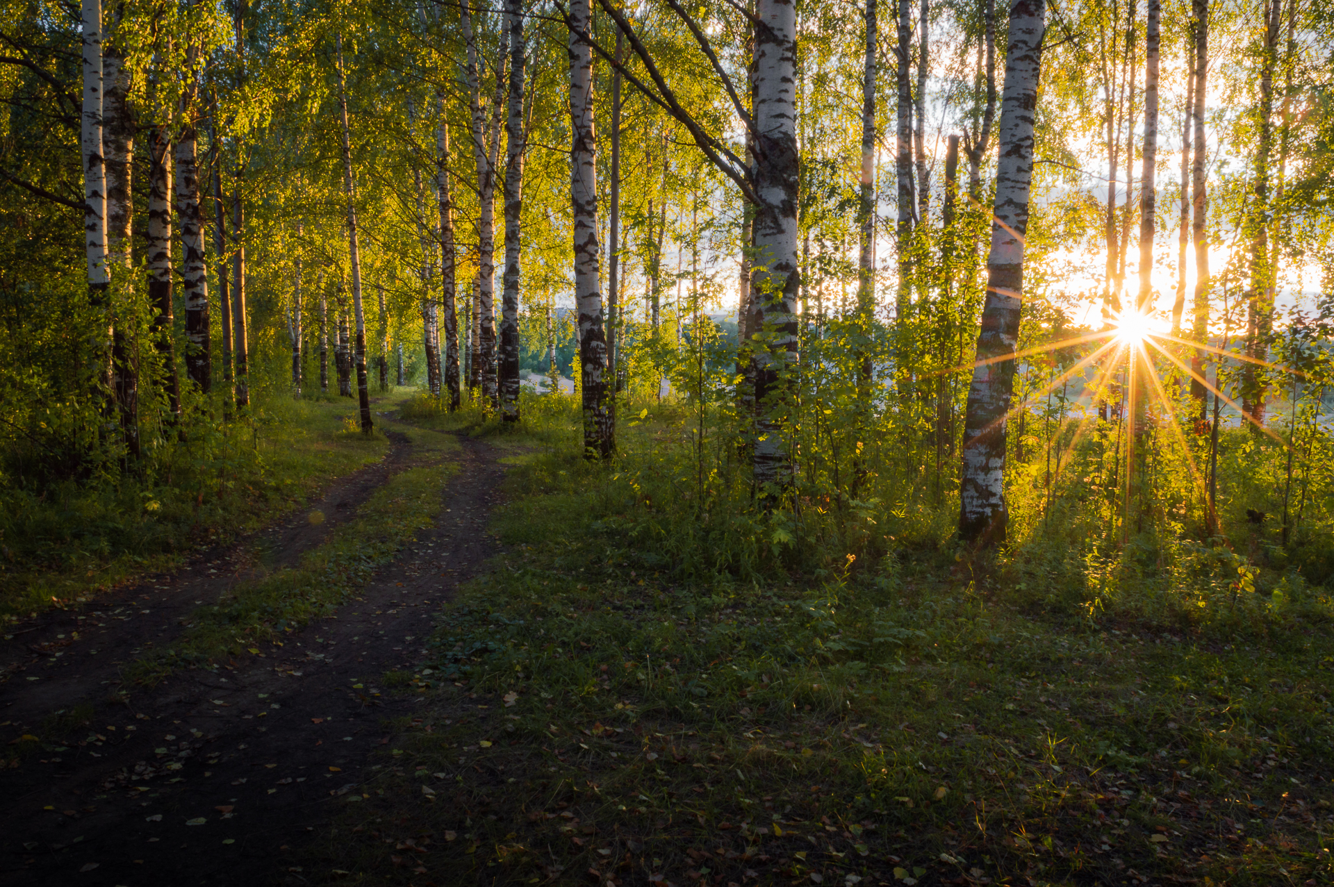 пейзаж, природа, осень, лес, закат, республика коми, Mysov Ivan
