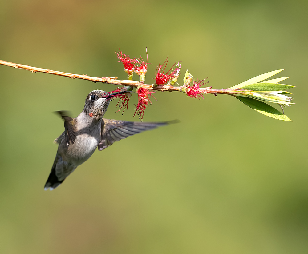 колибри,ruby-throated hummingbird, hummingbird, весна, Etkind Elizabeth