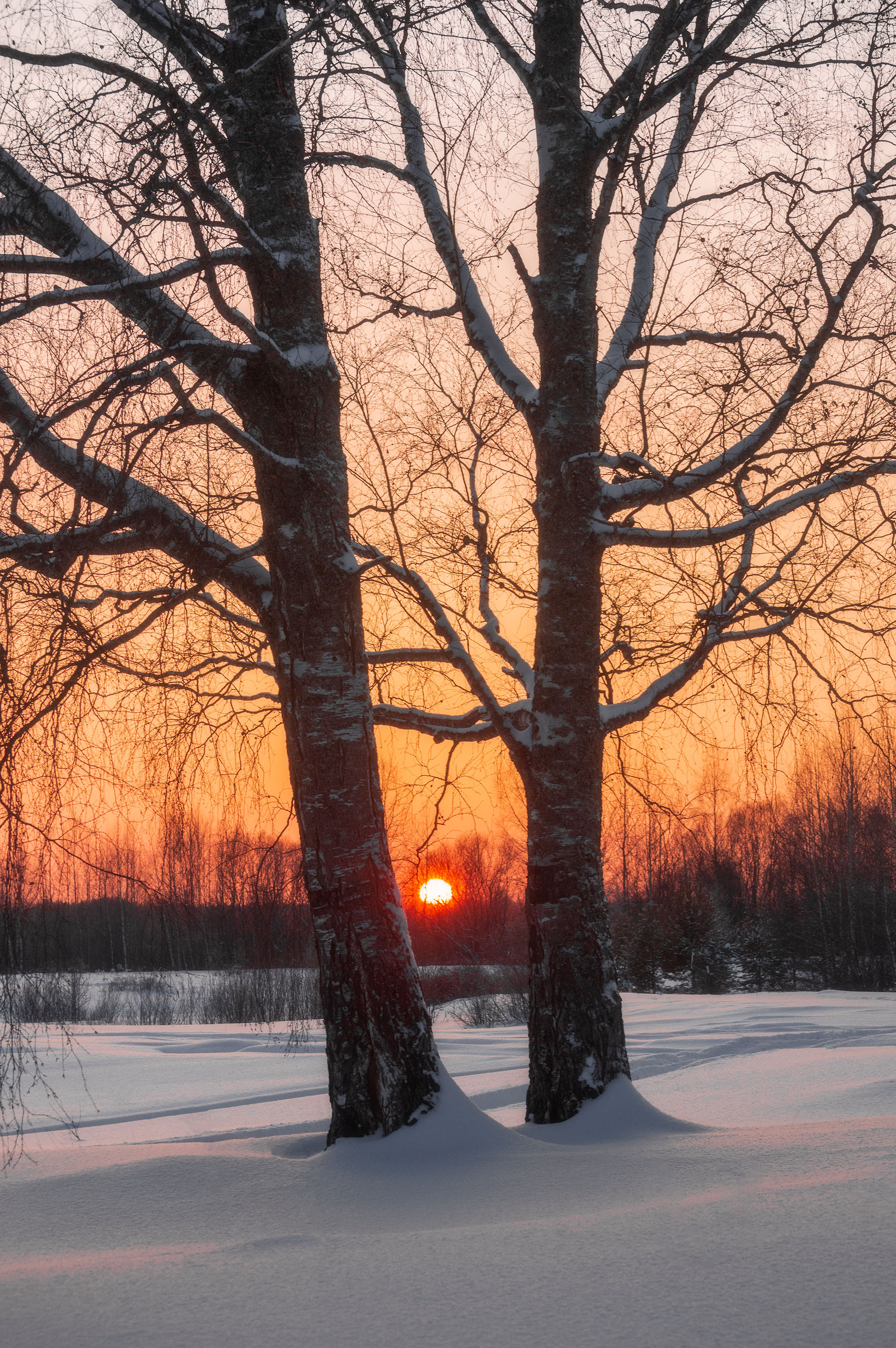 пейзаж, природа, зима, снег, лес, закат, республика коми, Mysov Ivan