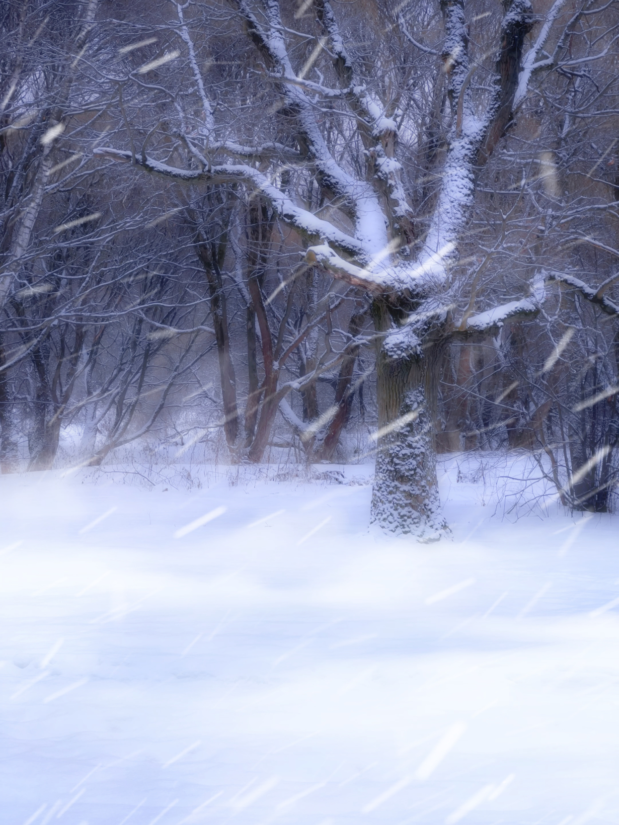 зима, winter, landscape, природа, nature, пейзаж, лес, forest, Julia Kaissa