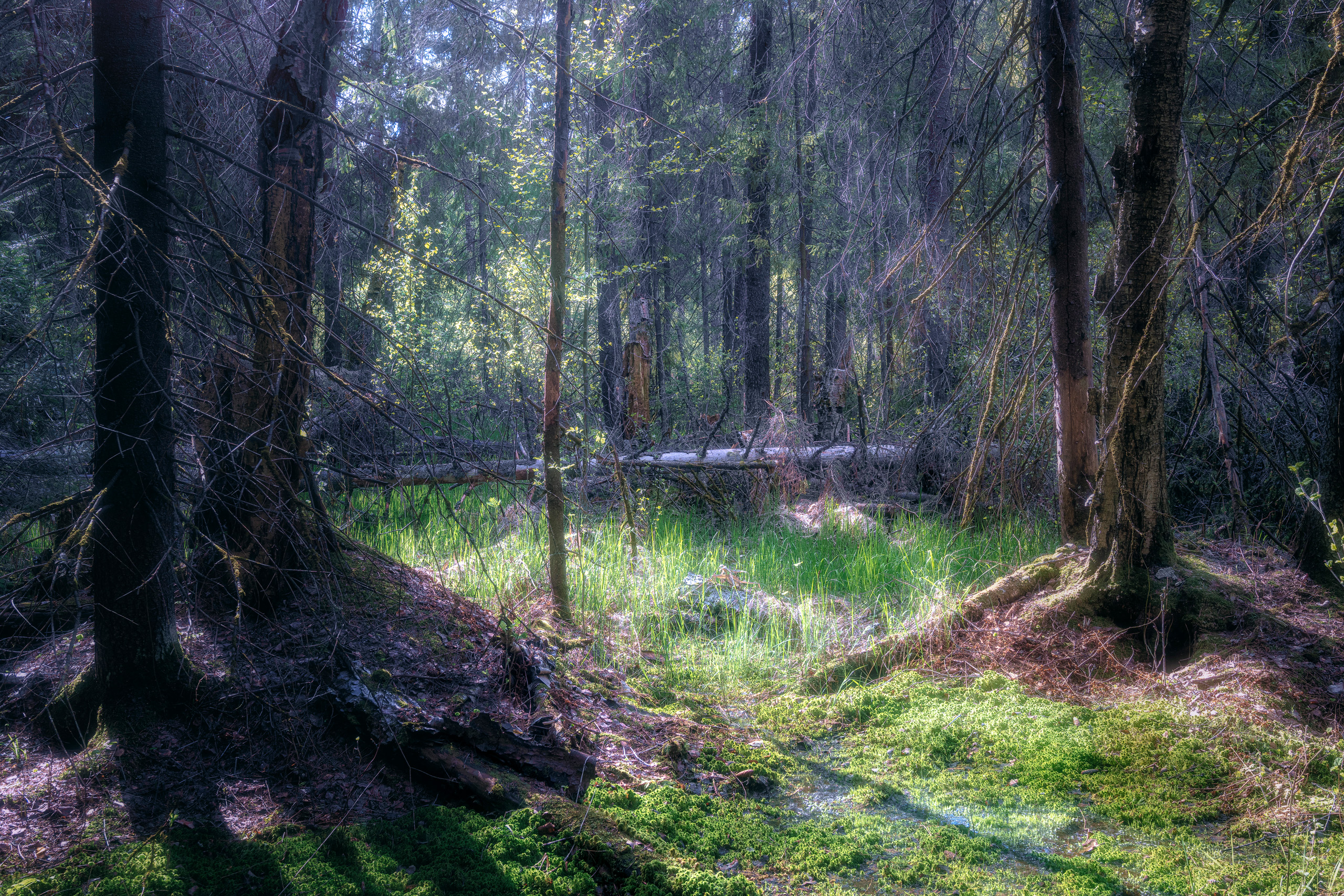 лес, деревья, листва, лето, Валерий Вождаев