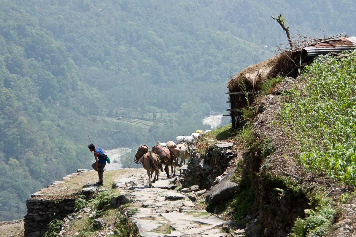 Непал, Гималаи, тропа, годы, мулы, караван, погонщик, мужчина, путешествия, Сергей Козинцев