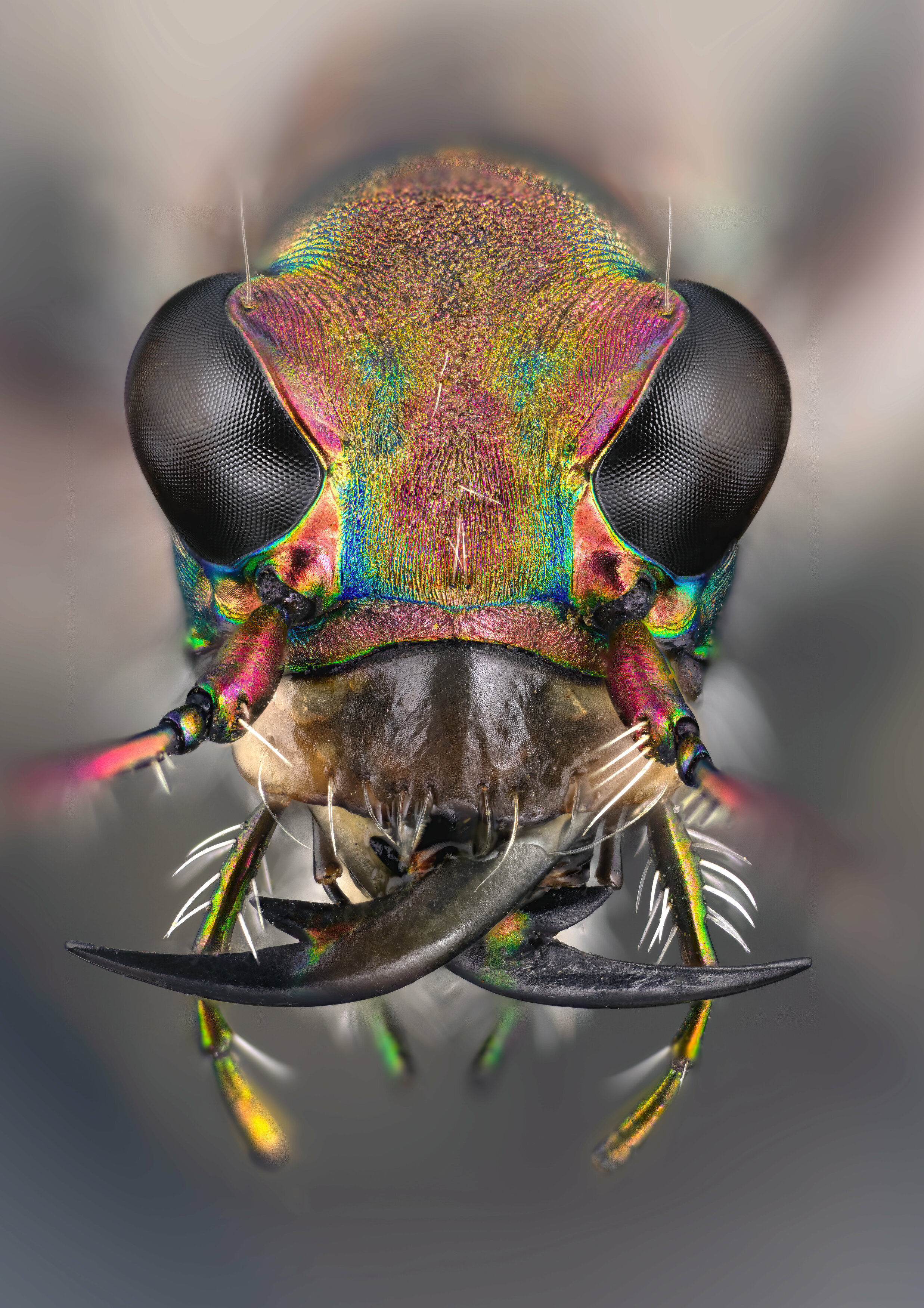 coleoptera, carabidae, cicindela hybrida, скакун-межняк, Kavaliauskas Eugenijus