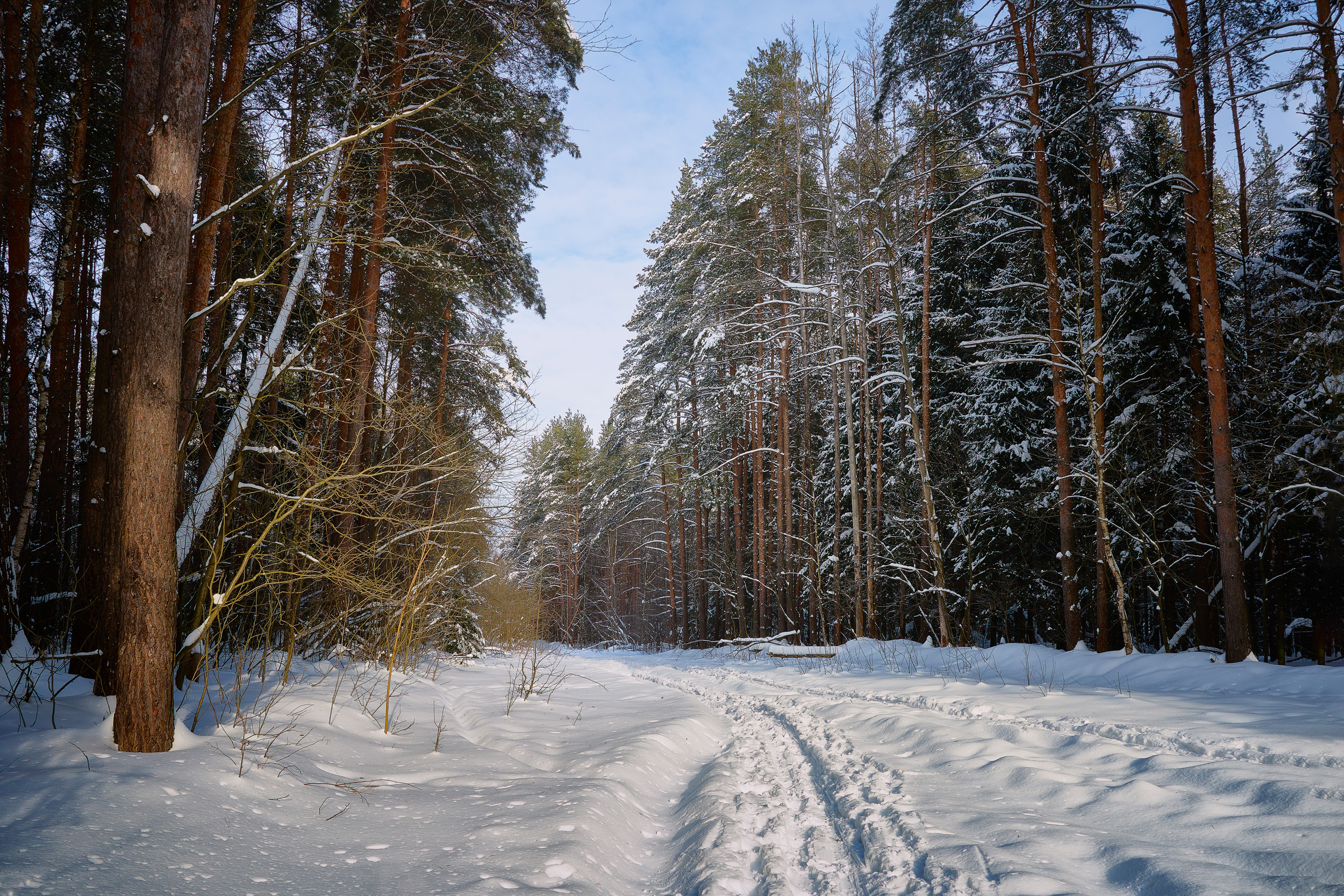лес, деревья, свет, снег, Валерий Вождаев