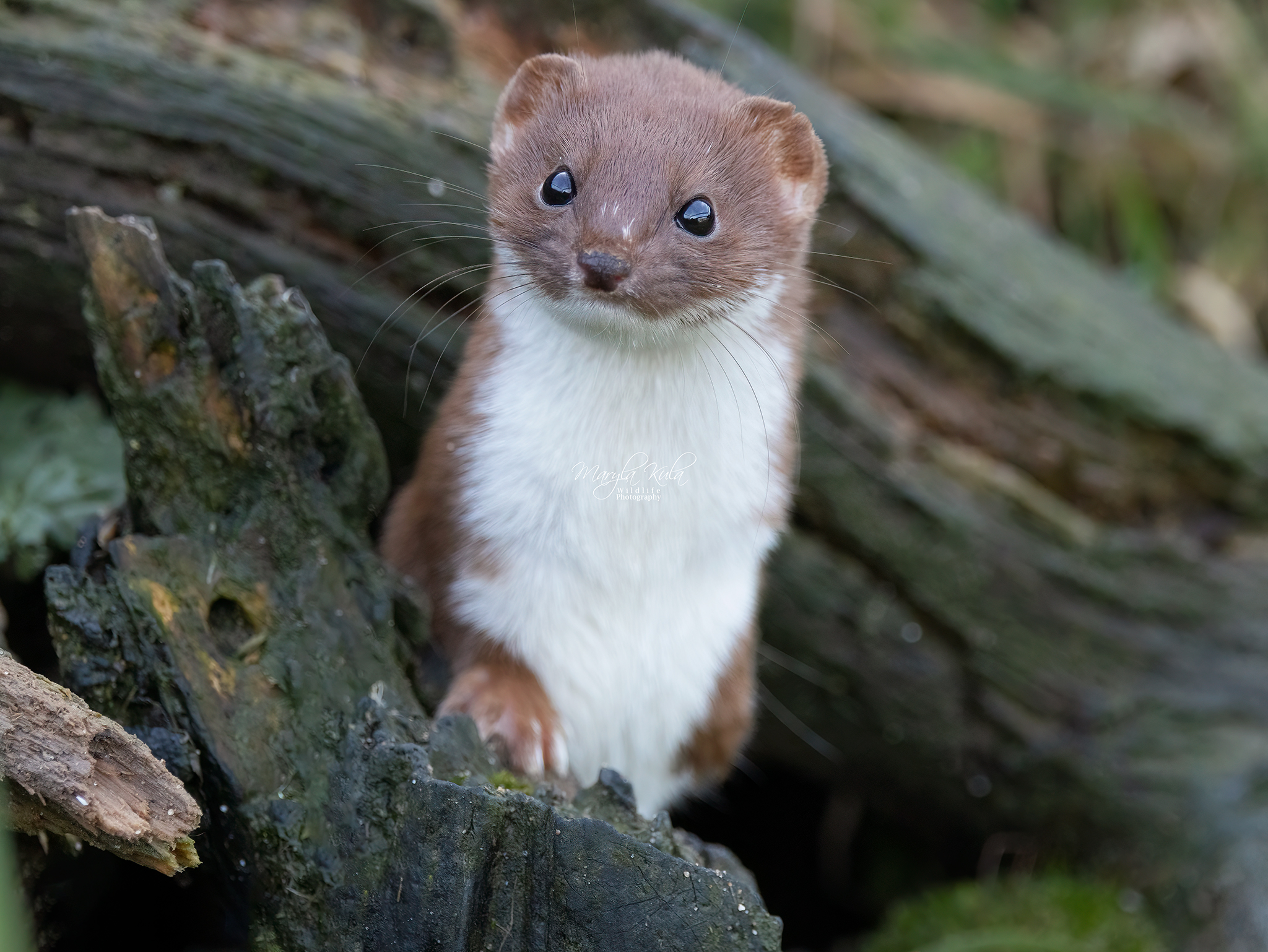 weasel, animals, nature, wildlife, canon, MARIA KULA