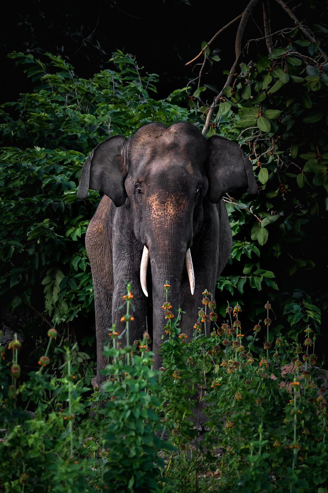 wildlife nature srilanka  jazif  ahamedjazif  elephant,  Ahamed Jazif