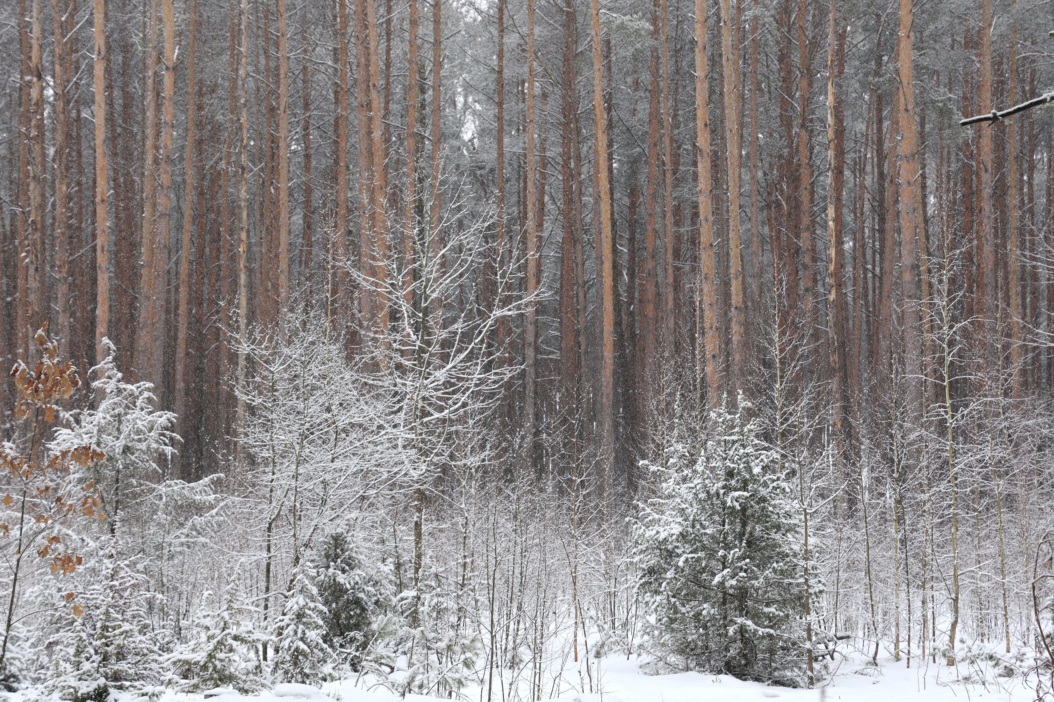 зима лес пейзаж снег, Колосова Елена