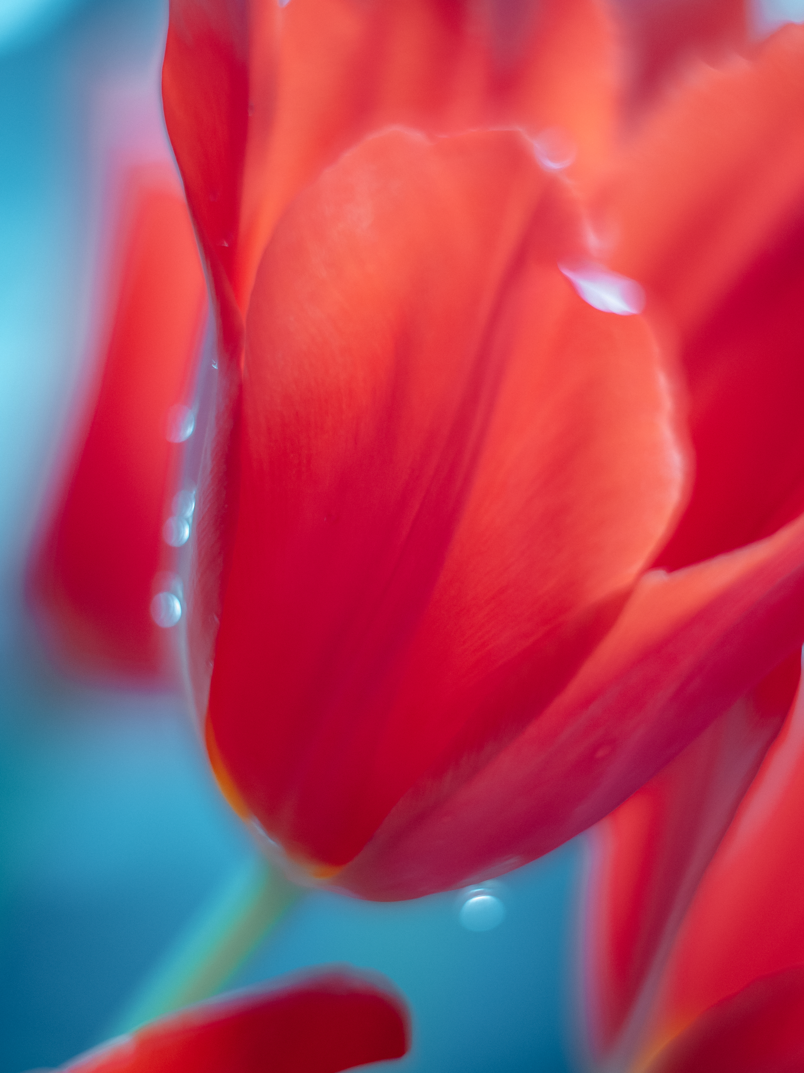 макро, тюльпан, цветок, macro, flower, tulip, Протченко Ирина