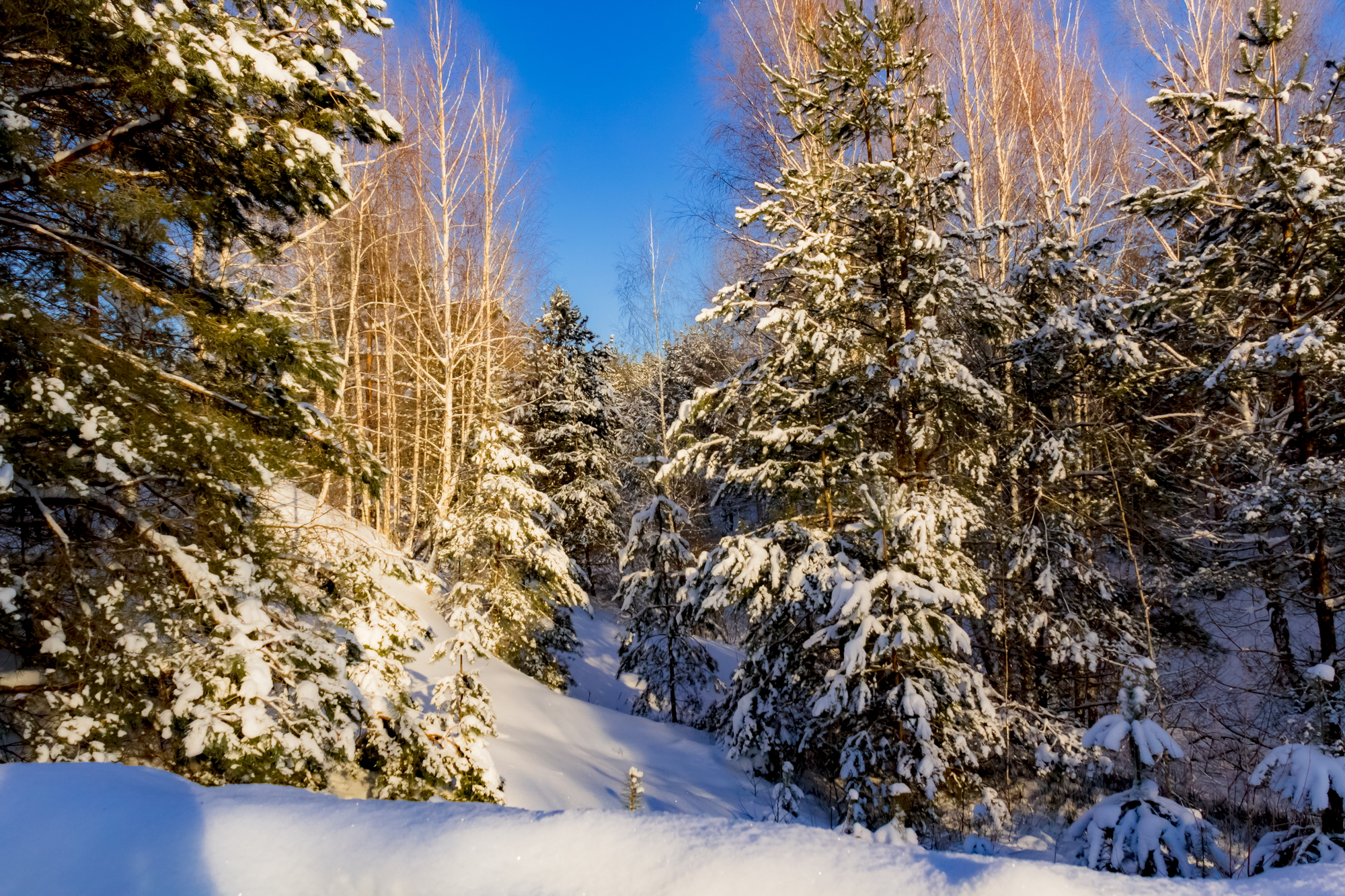 лес, солнце, снег, зима, пейзаж, природа, Юрий Морозов