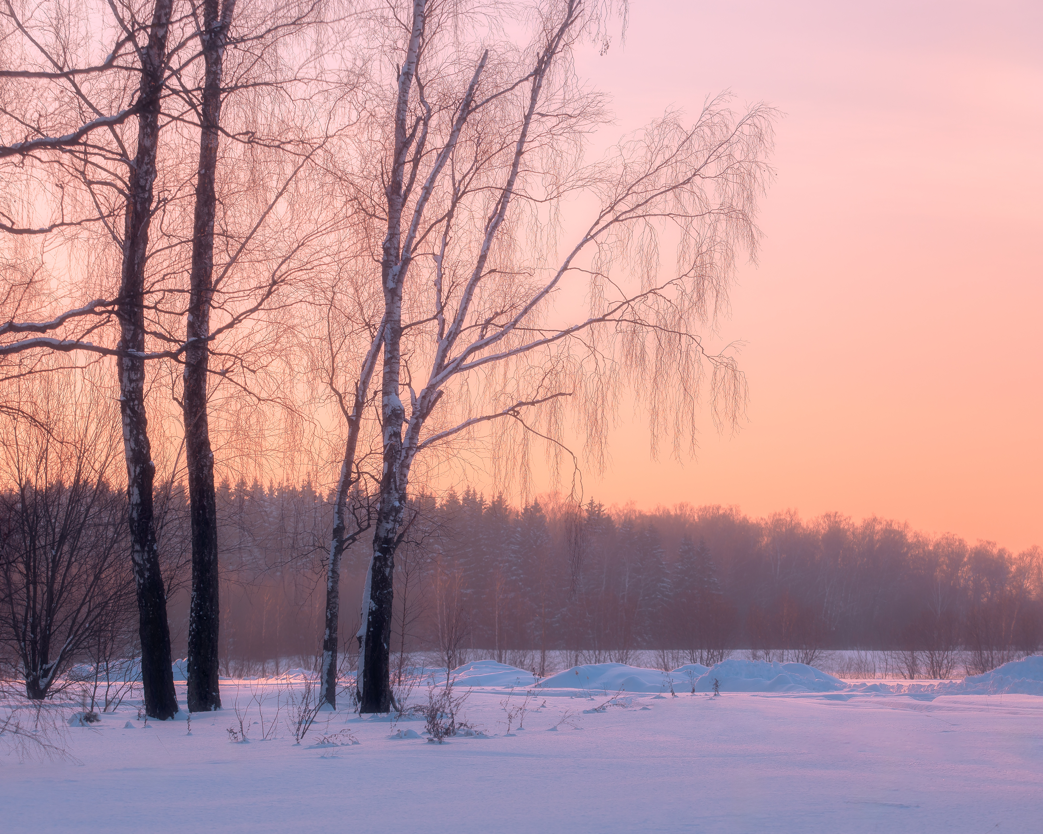 пейзаж, зимний пейзаж, закат, природа, Московская область, деревья, Мартыненко Дмитрий
