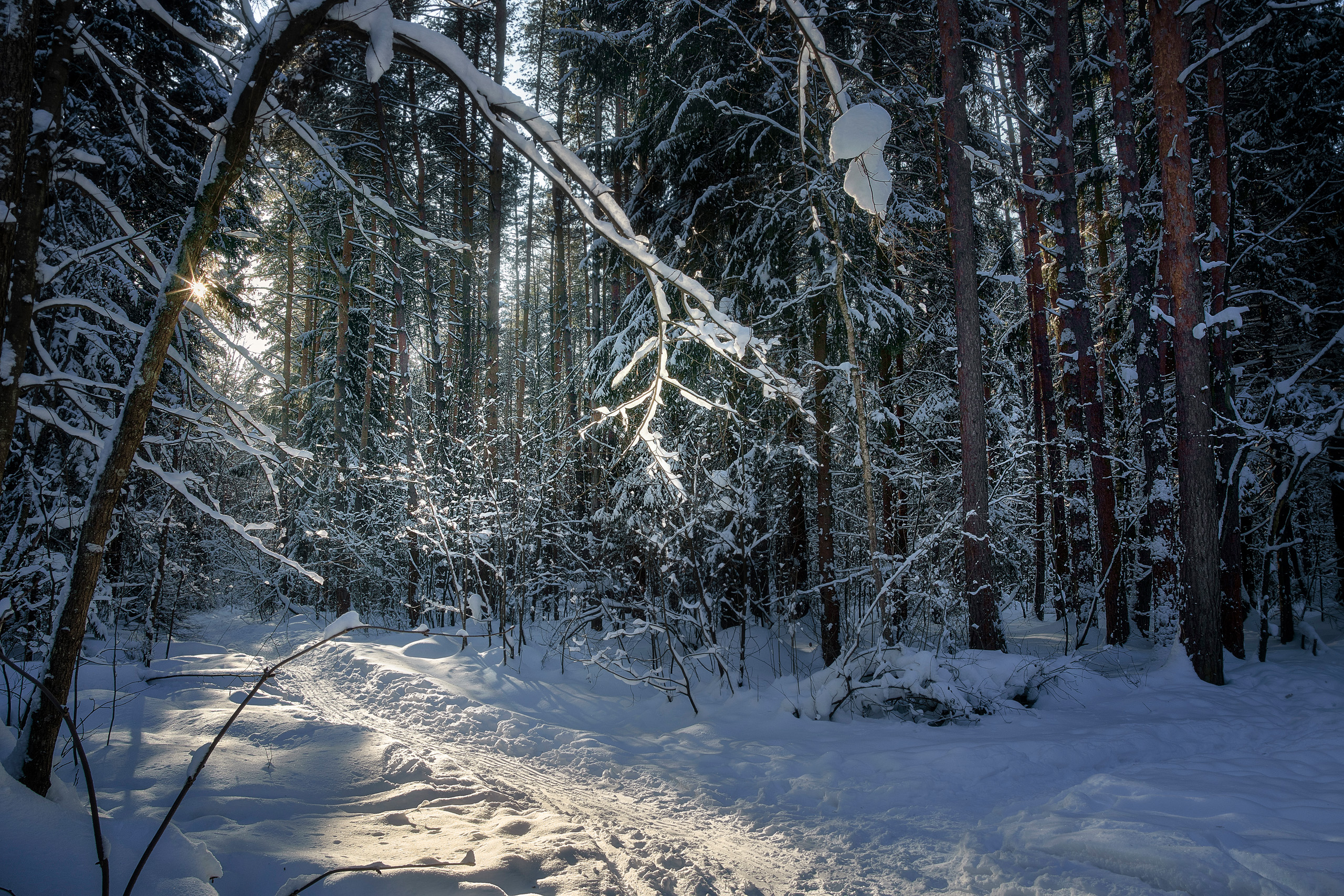 лес, деревья, снег, зима, свет, Валерий Вождаев