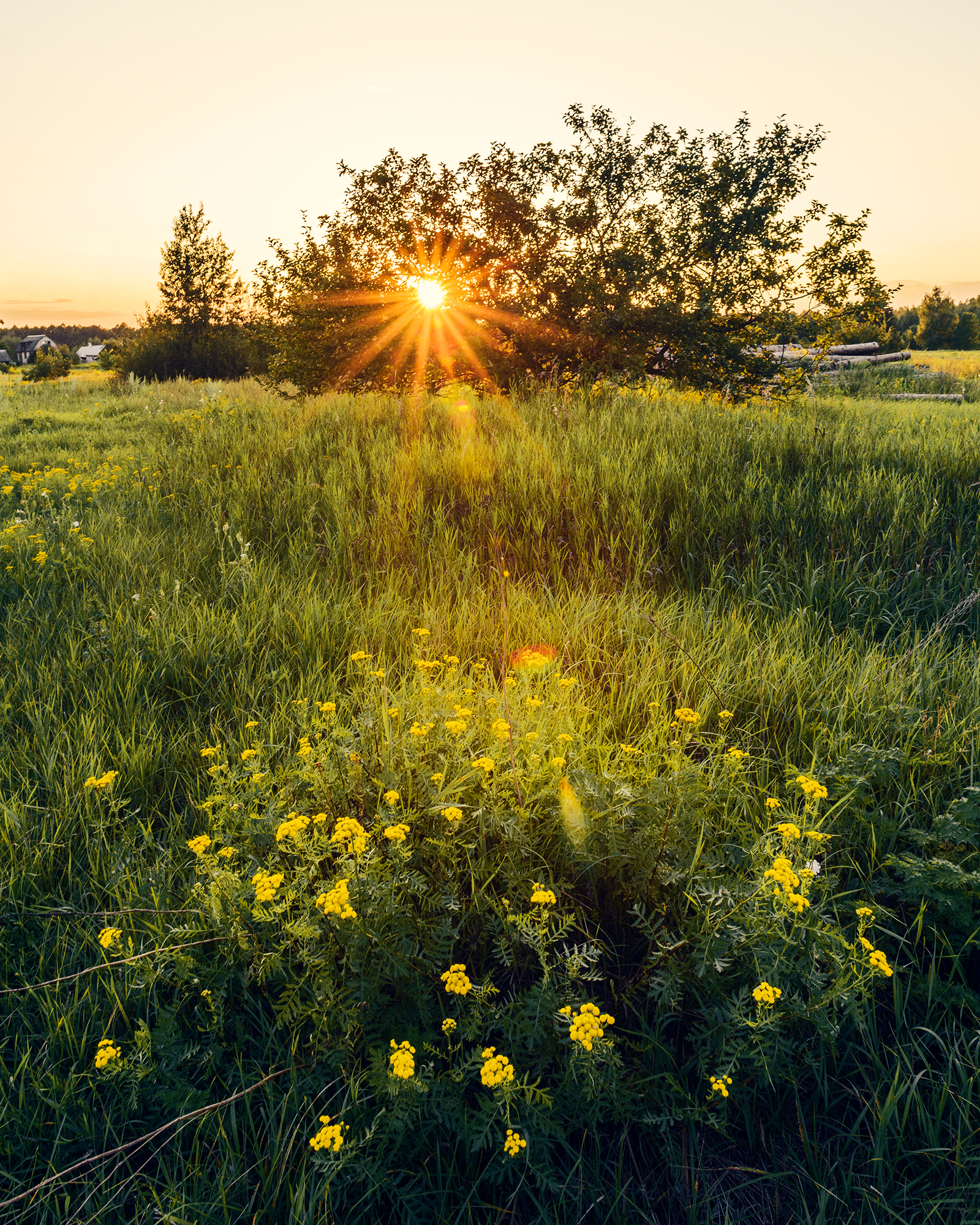поле, лето, закат, солнце, трава, field, sun, sunset, summer, grass, landscape, пейзаж, Колесенко Иван