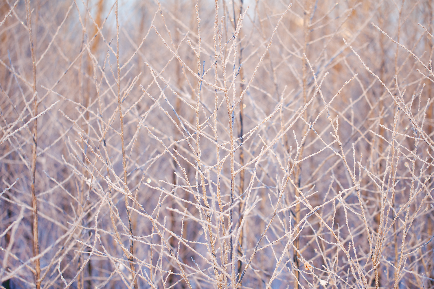 frost, winter, branches, february, nature, flora, Медведникова Мария