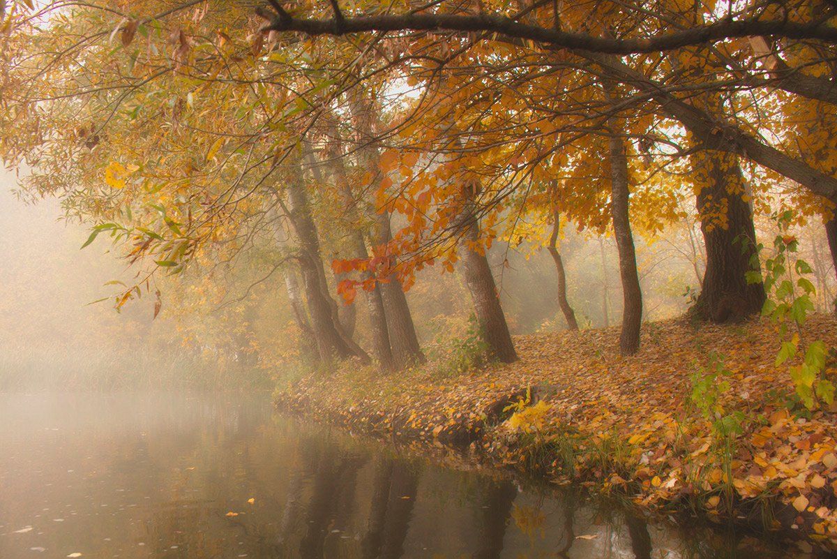 Река.Осень. Деревья., Александр Игнатьев